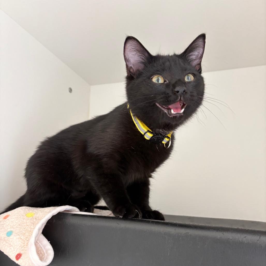 Enlarge Sydney, a Adoptable Domestic Short Hair in Nashville, TN image 1/2