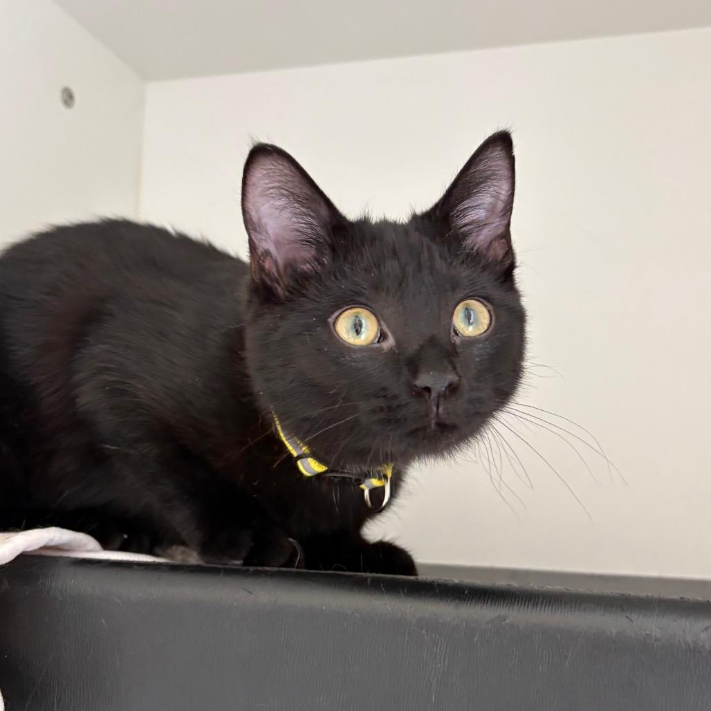 Enlarge Sydney, a Adoptable Domestic Short Hair in Nashville, TN image 2/2