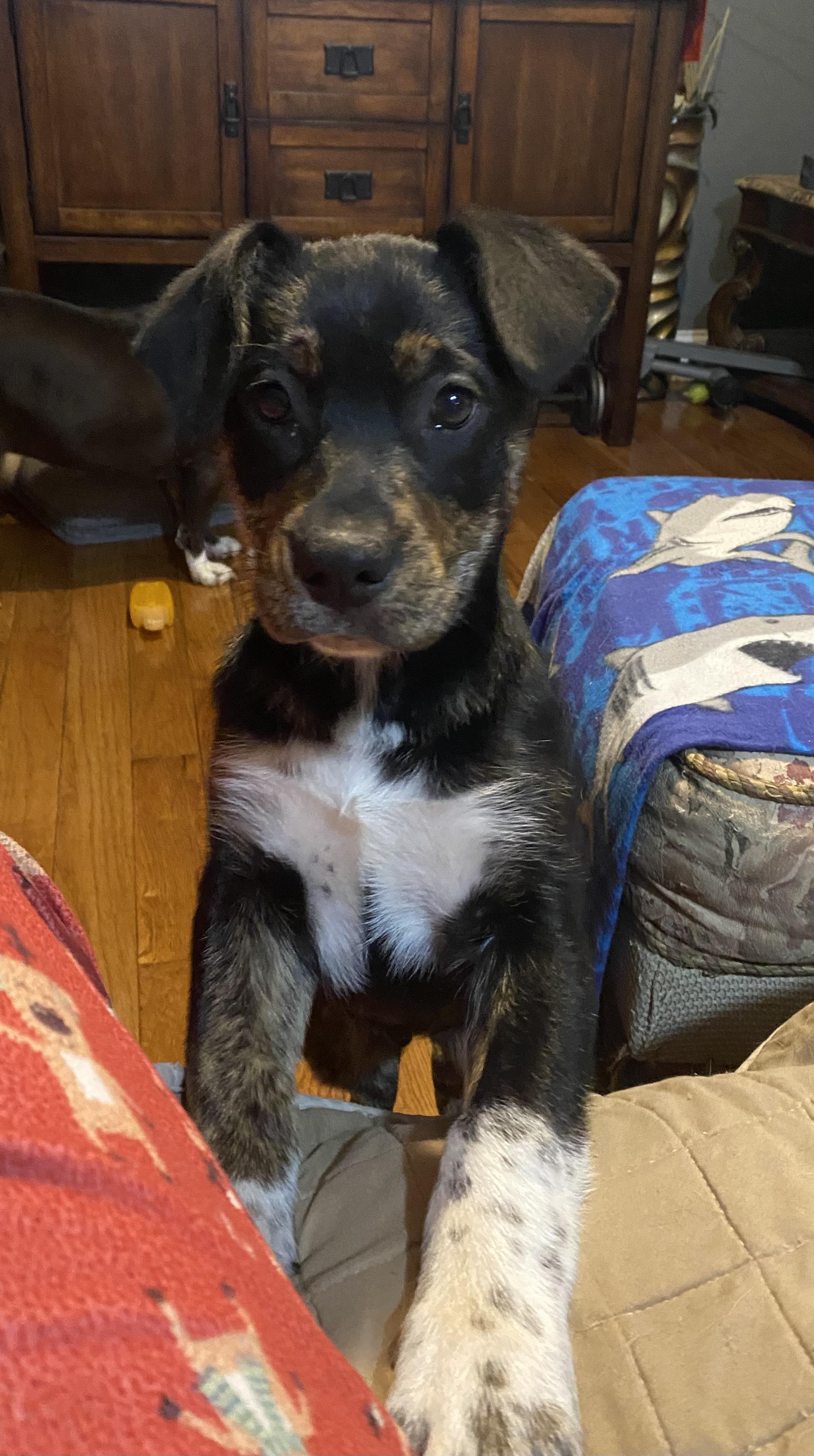 Quay, a Adoptable mixed breed in Eagleville, TN image 2/5