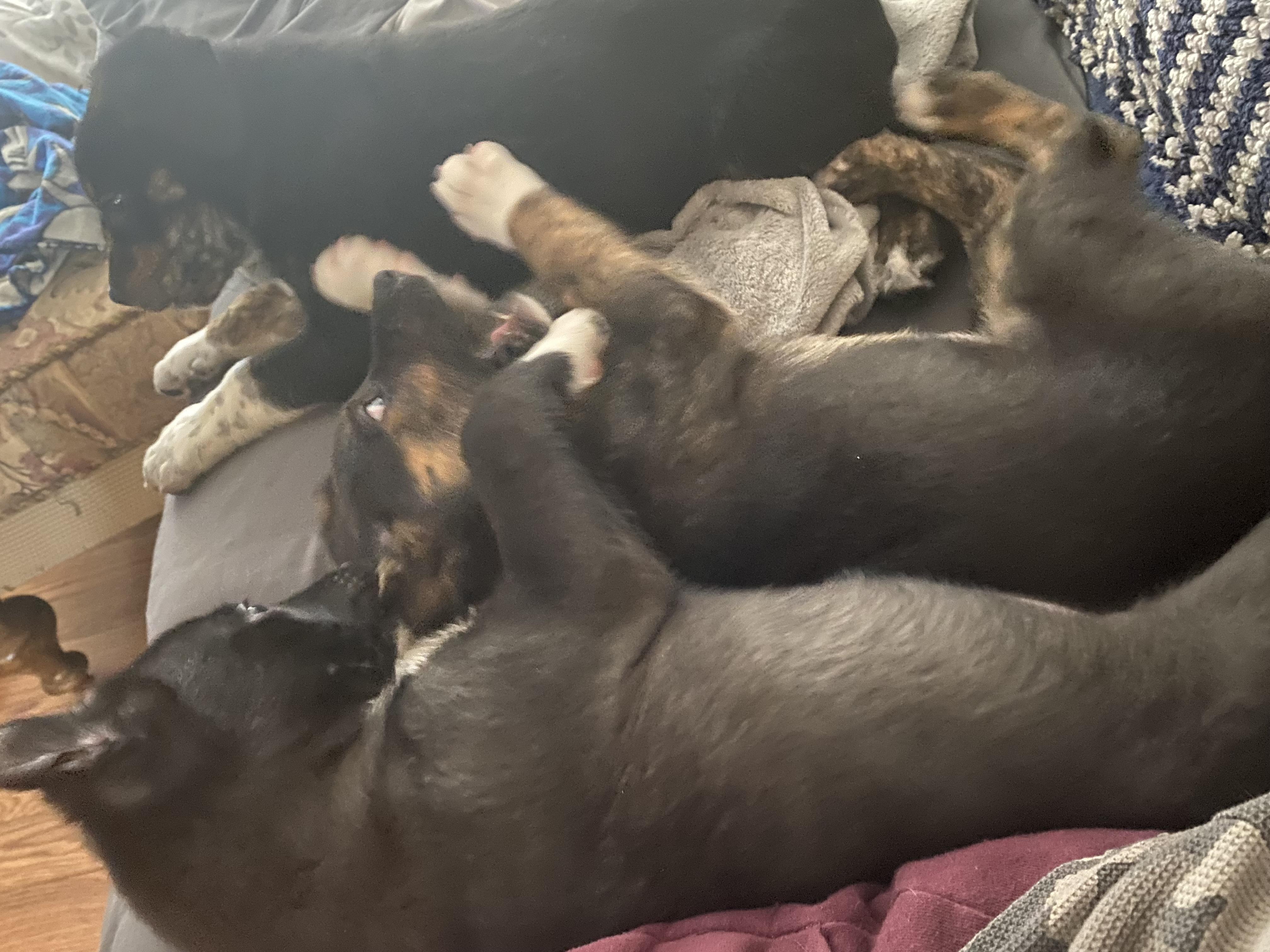 Quay, a Adoptable mixed breed in Eagleville, TN image 3/5