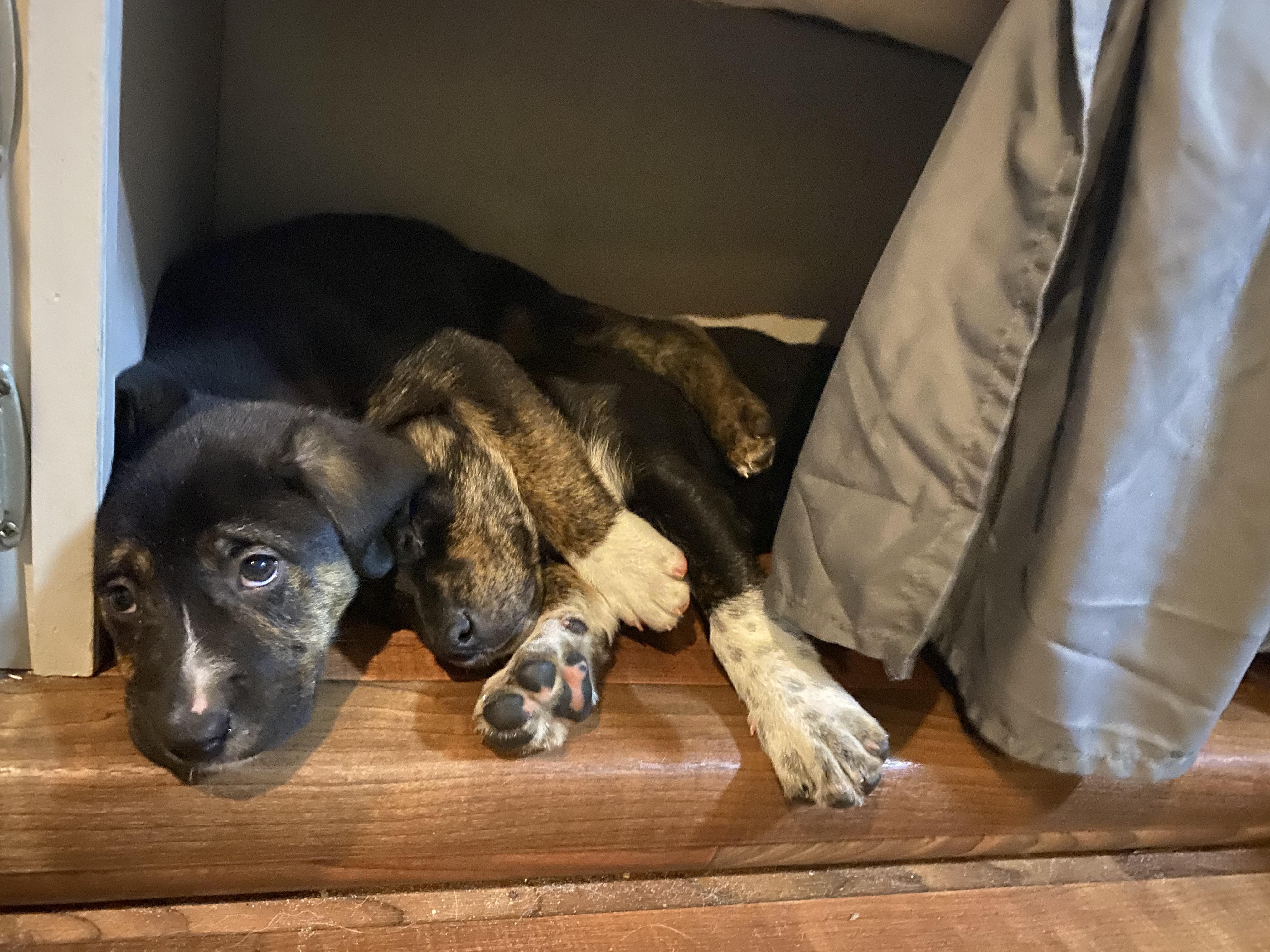 Quay, a Adoptable mixed breed in Eagleville, TN image 4/5