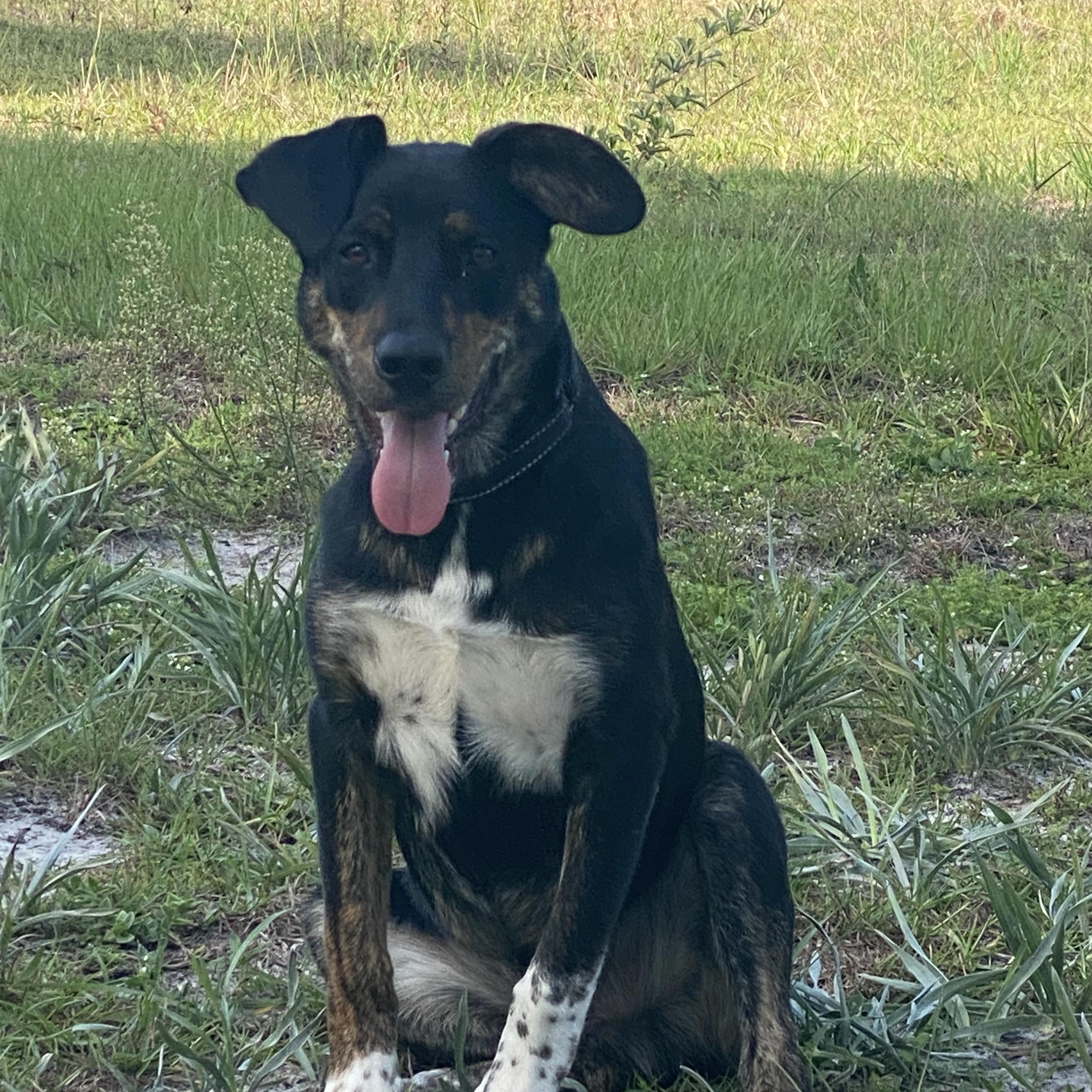 Quay, a Adoptable mixed breed in Eagleville, TN image 1/5