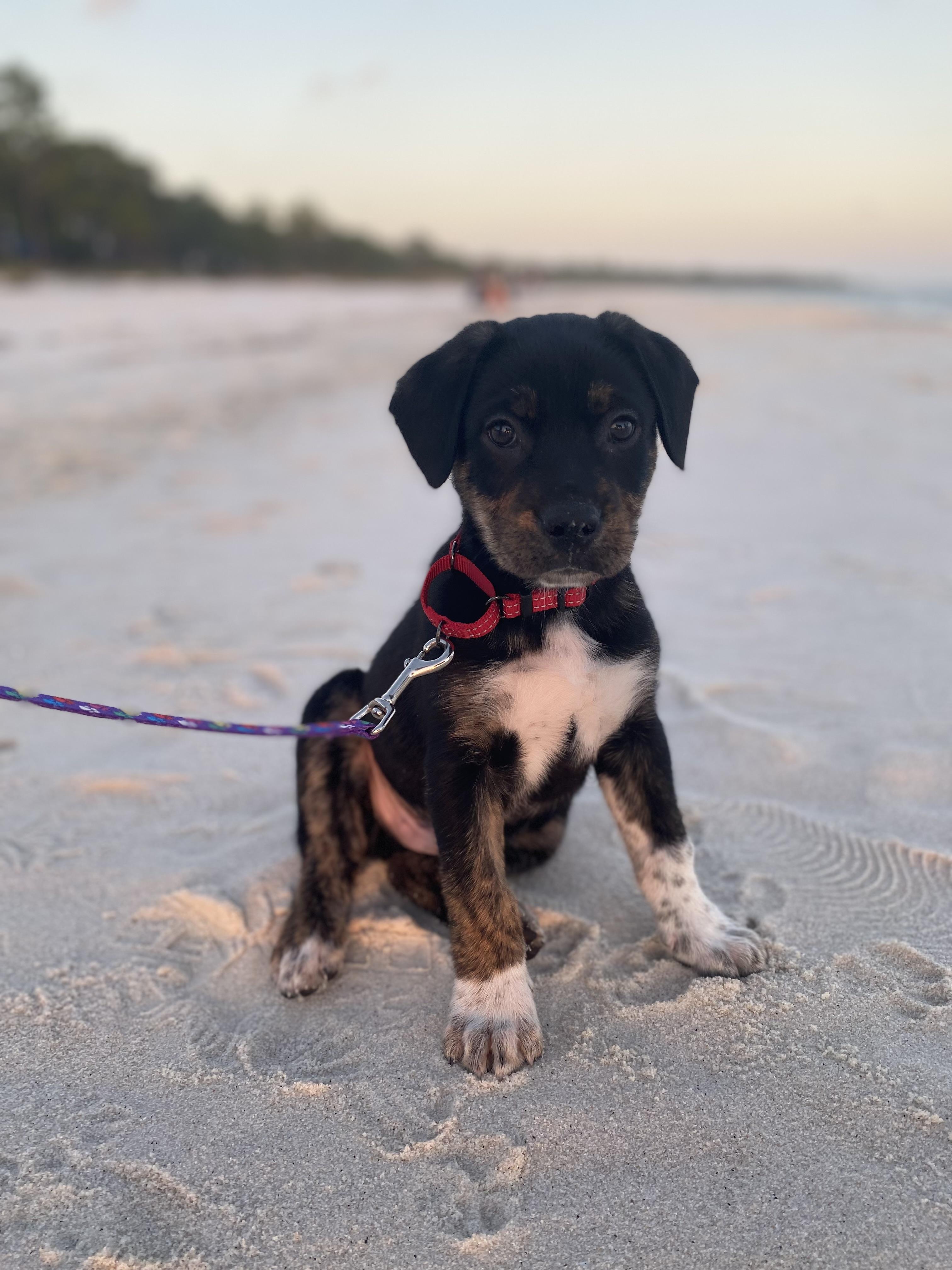 Quay, a Adoptable mixed breed in Eagleville, TN image 5/5