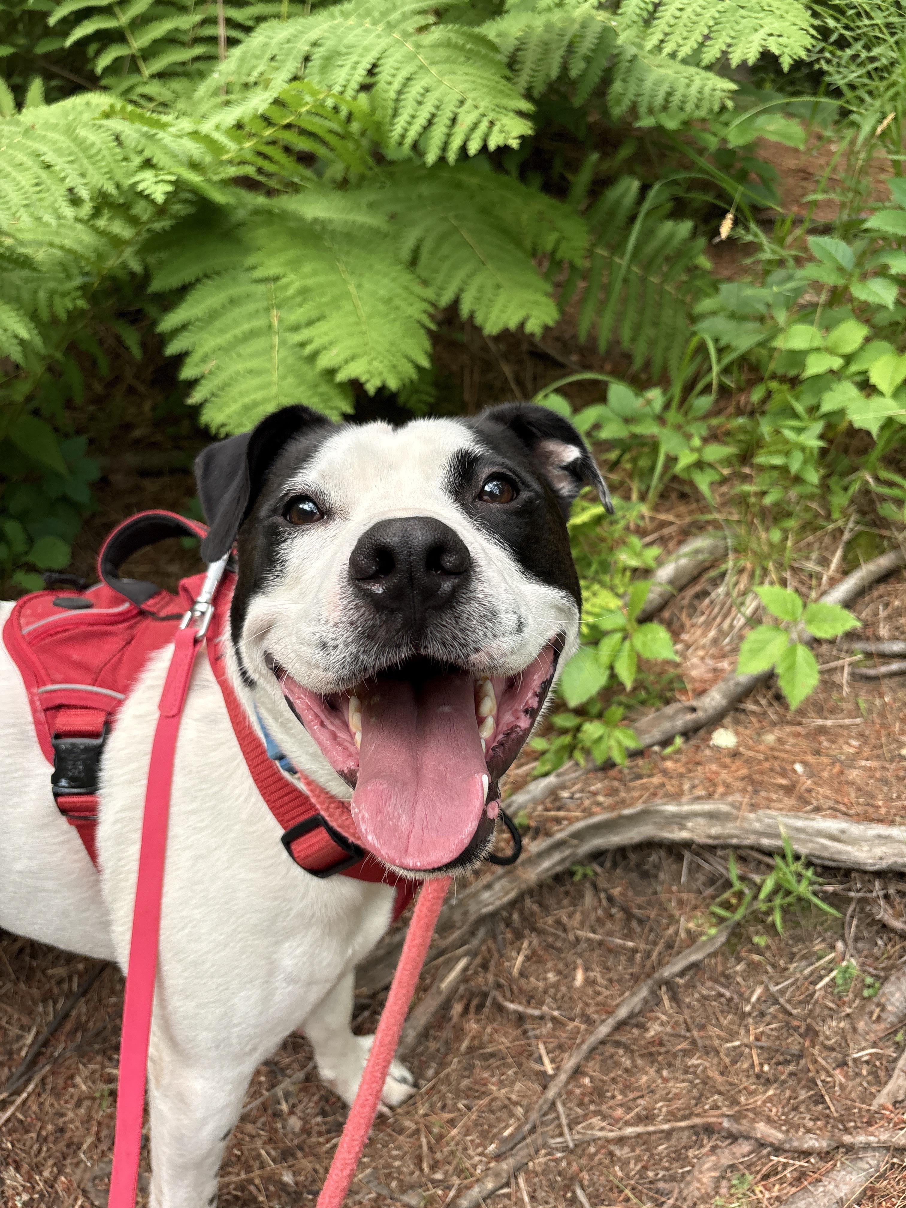 Enlarge Marino, a ADOPTABLE mixed breed in New Boston, NH image 2/6