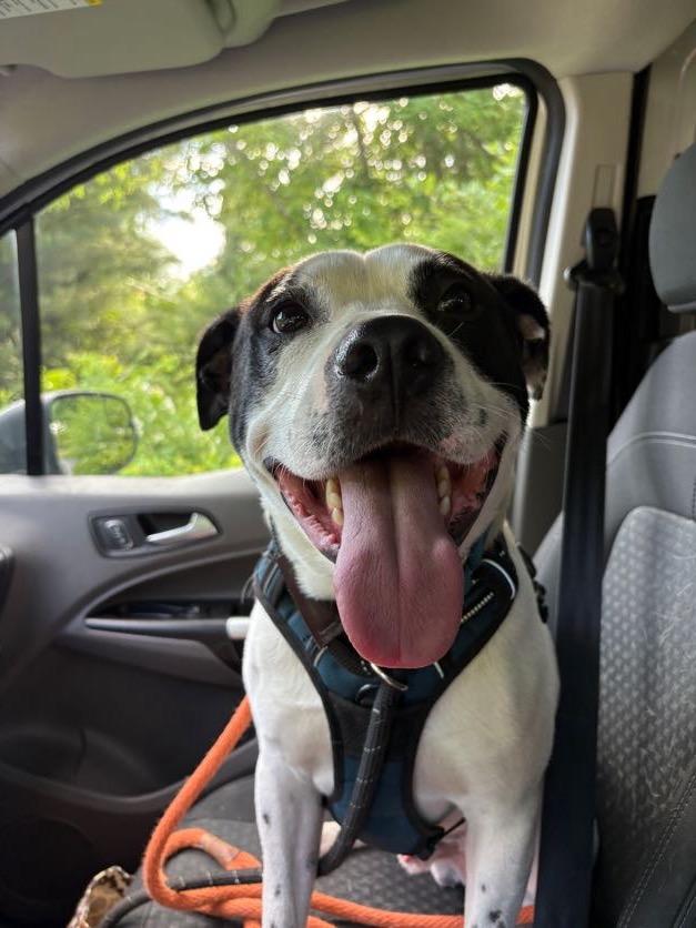 Enlarge Marino, a ADOPTABLE mixed breed in New Boston, NH image 6/6