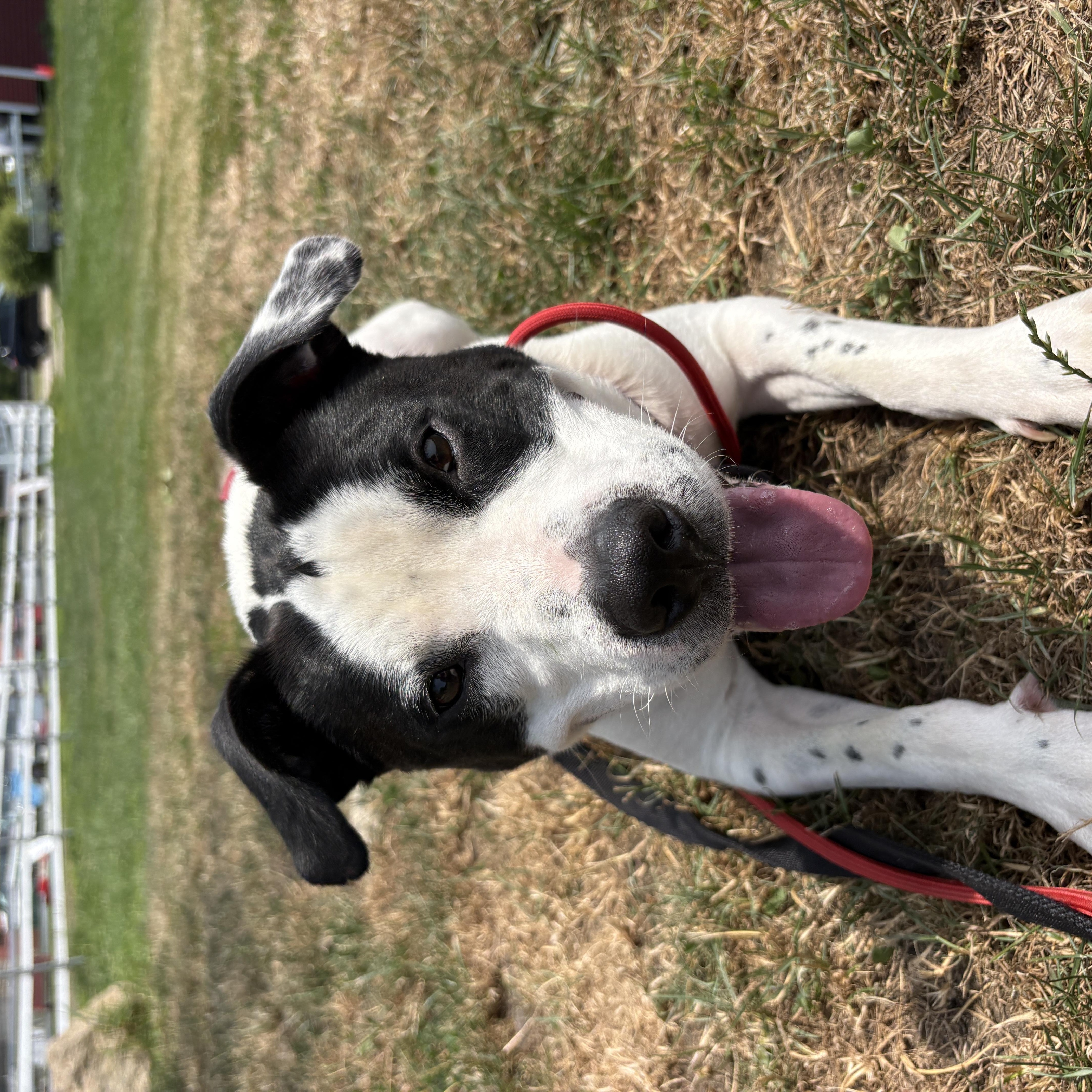 Enlarge Marino, a ADOPTABLE mixed breed in New Boston, NH image 3/6