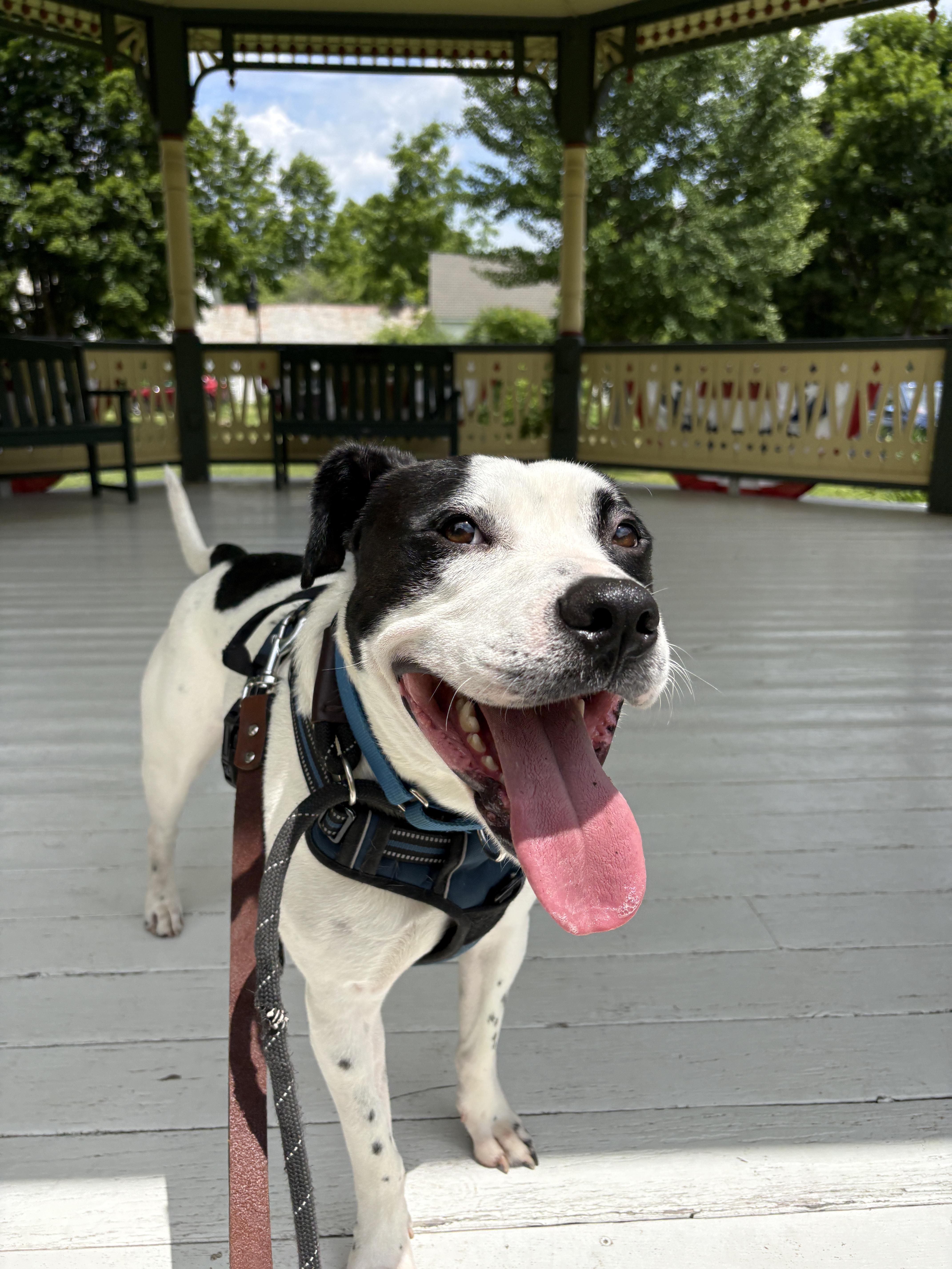 Enlarge Marino, a ADOPTABLE mixed breed in New Boston, NH image 4/6
