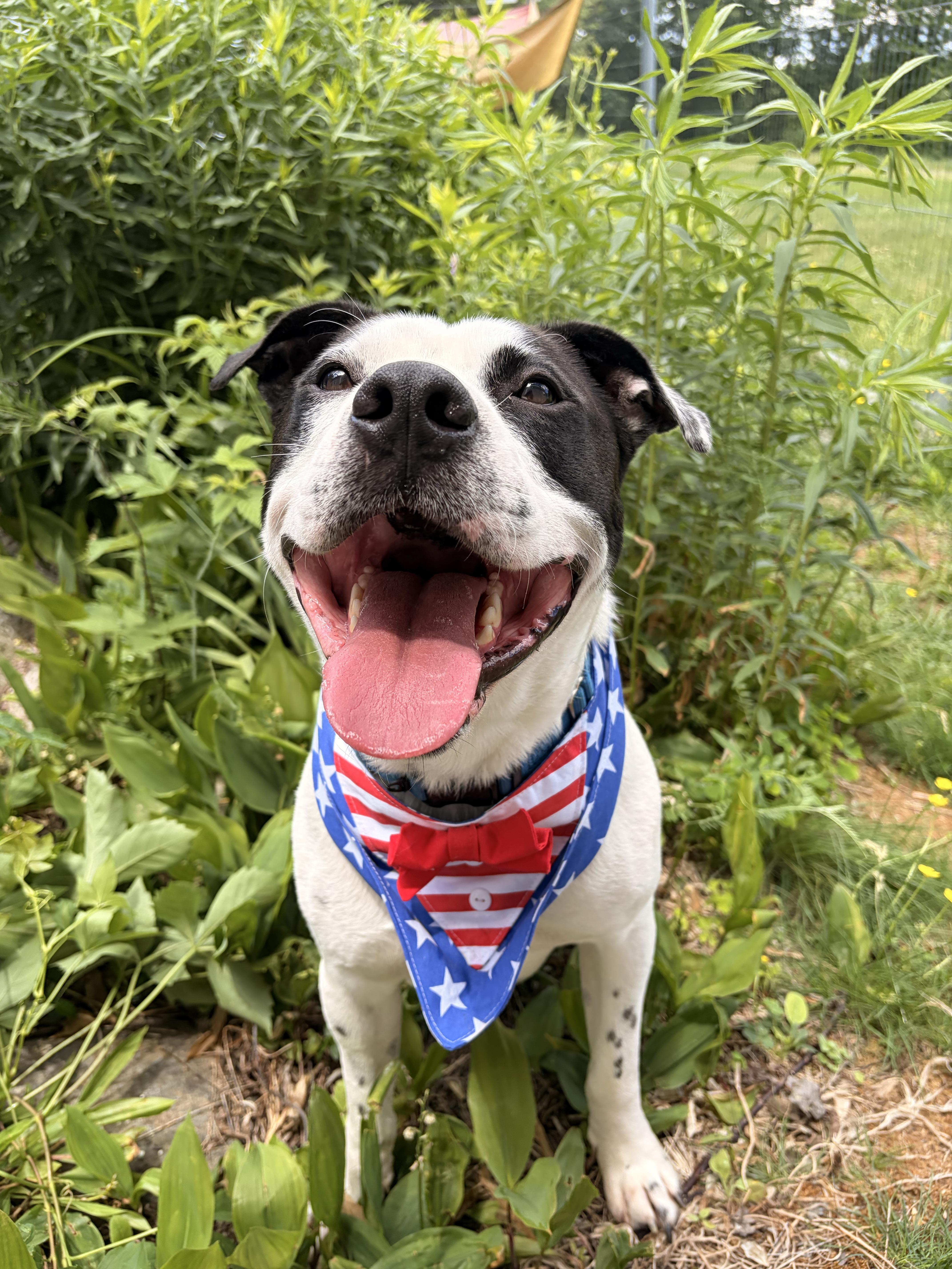 Marino, ADOPTABLE, Young Male Pit Bull Terrier.