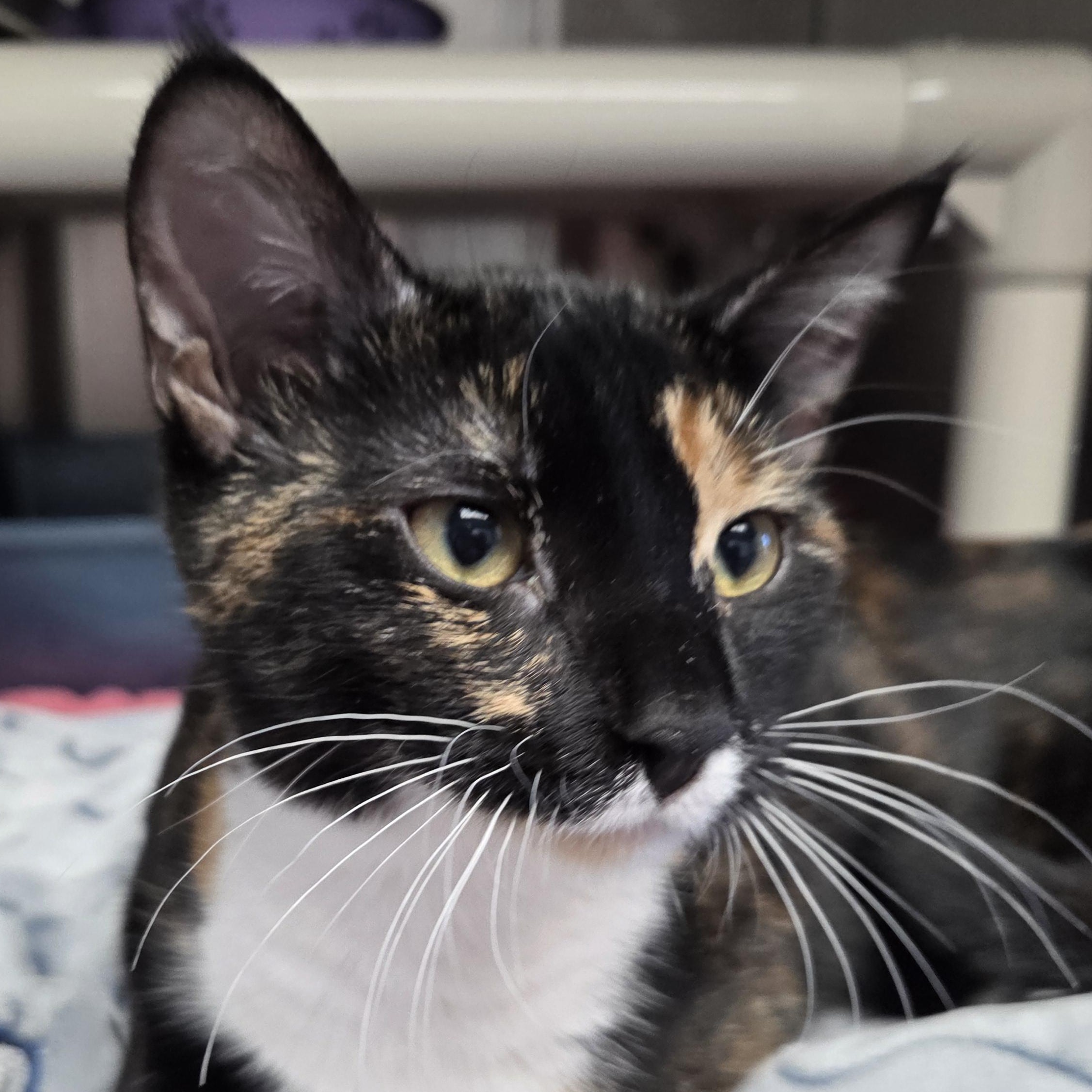 Lakely, Adoptable, Young Female Domestic Short Hair.