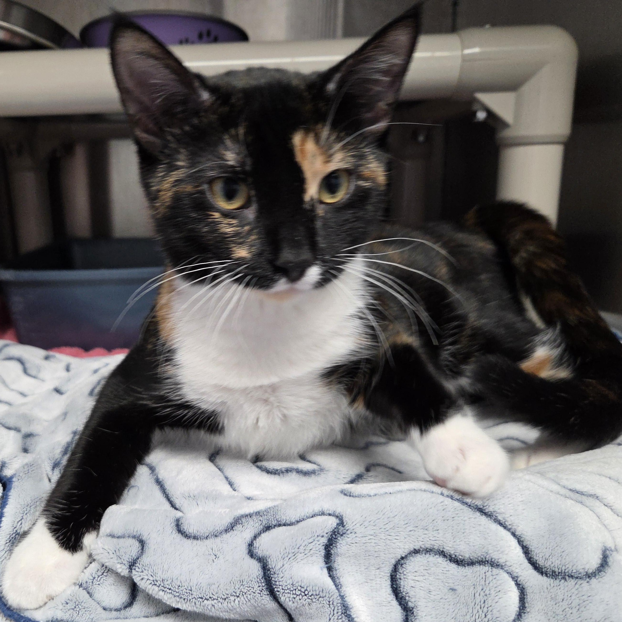 Enlarge Lakely, a Adoptable Domestic Short Hair in Brooks, AB image 2/2