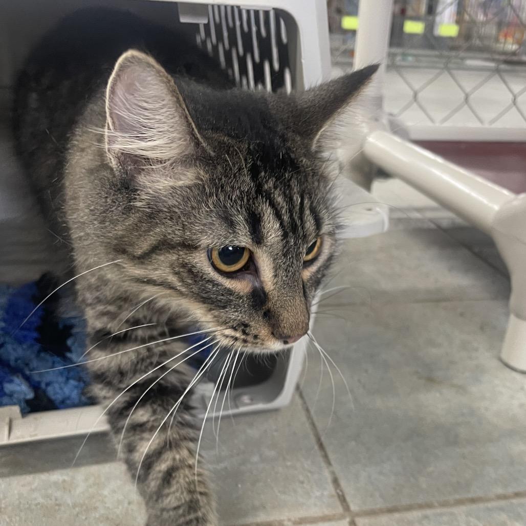 Toni, Adoptable, Young Female Domestic Short Hair.