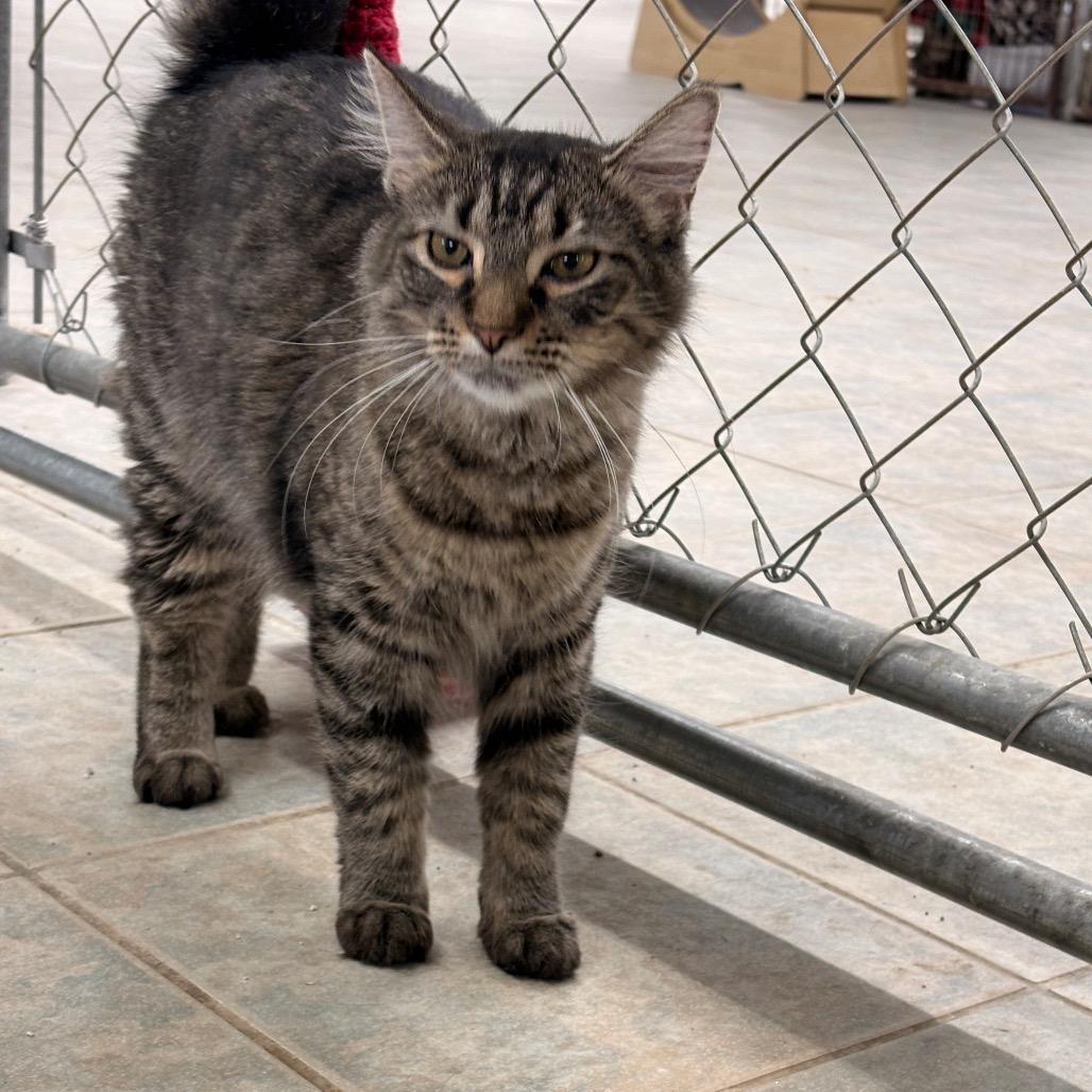 Enlarge Toni, a Adoptable Domestic Short Hair in East Smithfield , PA image 2/4
