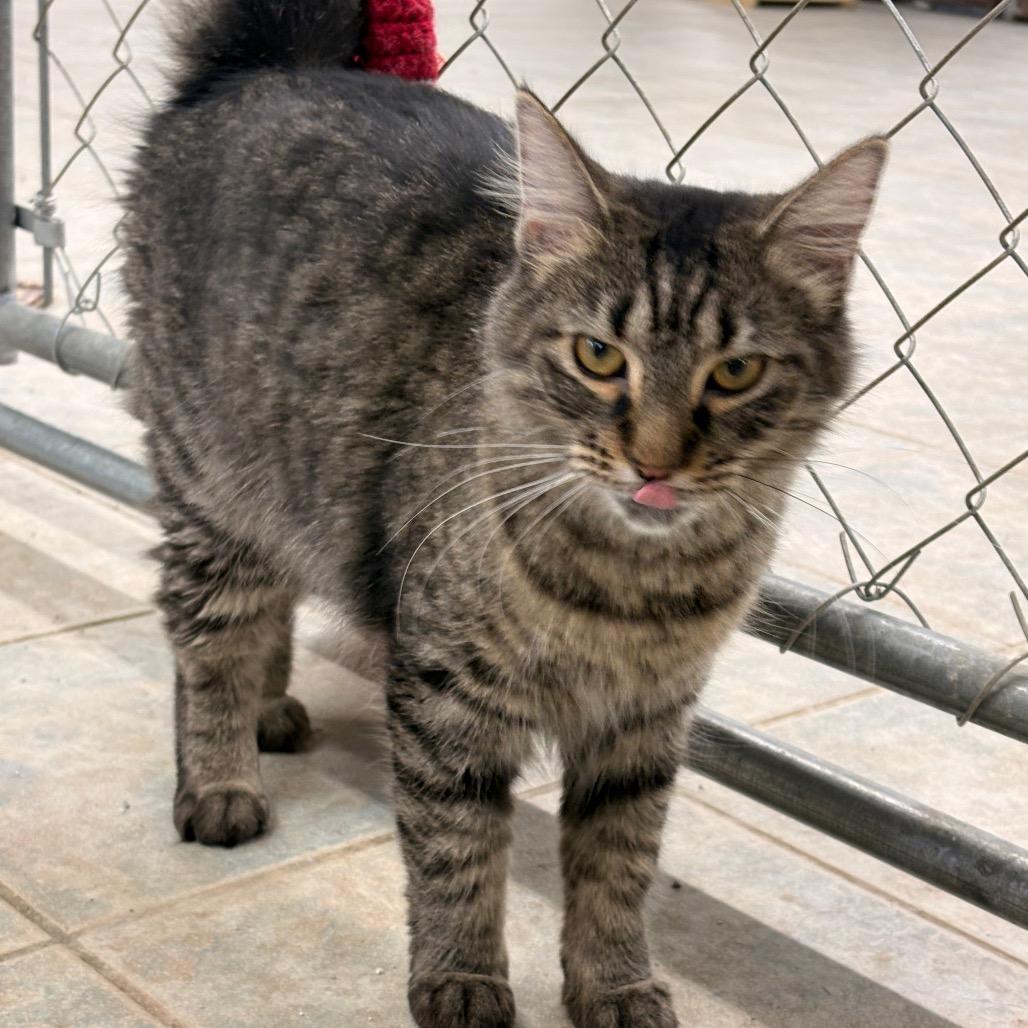 Enlarge Toni, a Adoptable Domestic Short Hair in East Smithfield , PA image 3/4
