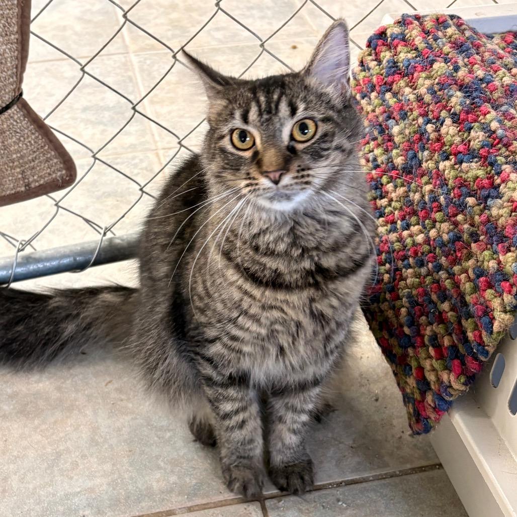 Enlarge Toni, a Adoptable Domestic Short Hair in East Smithfield , PA image 4/4