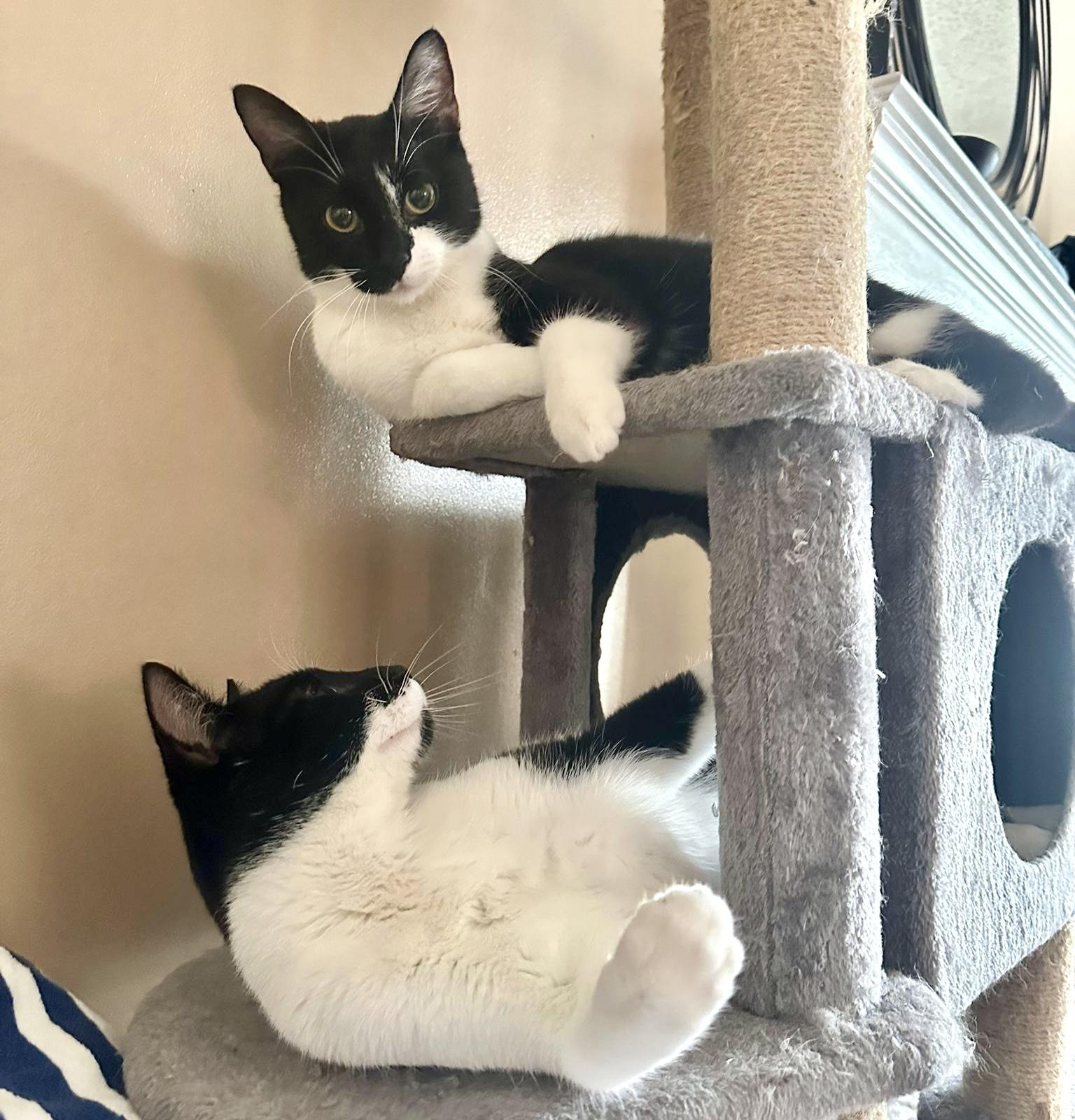 Jojo (bonded with Chutney) 3