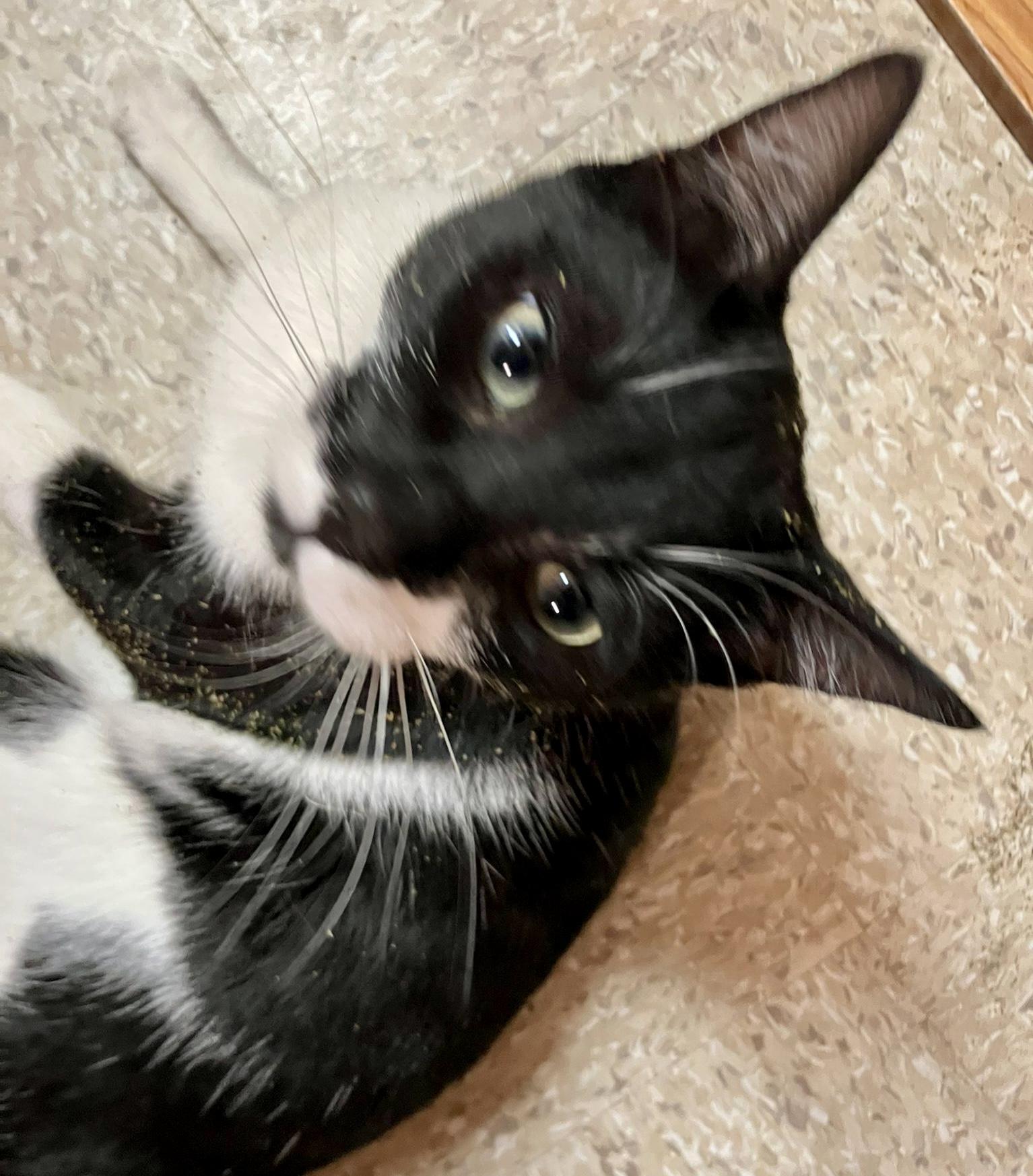 Jojo (bonded with Chutney) 2