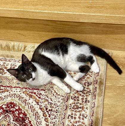 Jojo (bonded with Chutney) 6