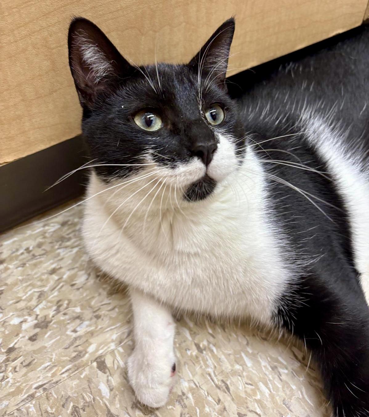 Jojo (bonded with Chutney)