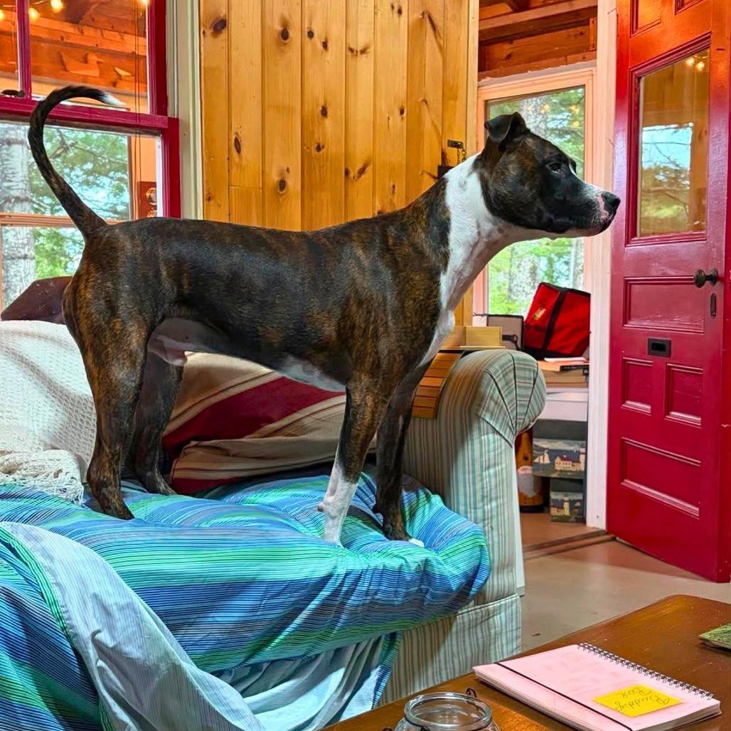 Tairn, Adoptable, Young Male Pit Bull Terrier.