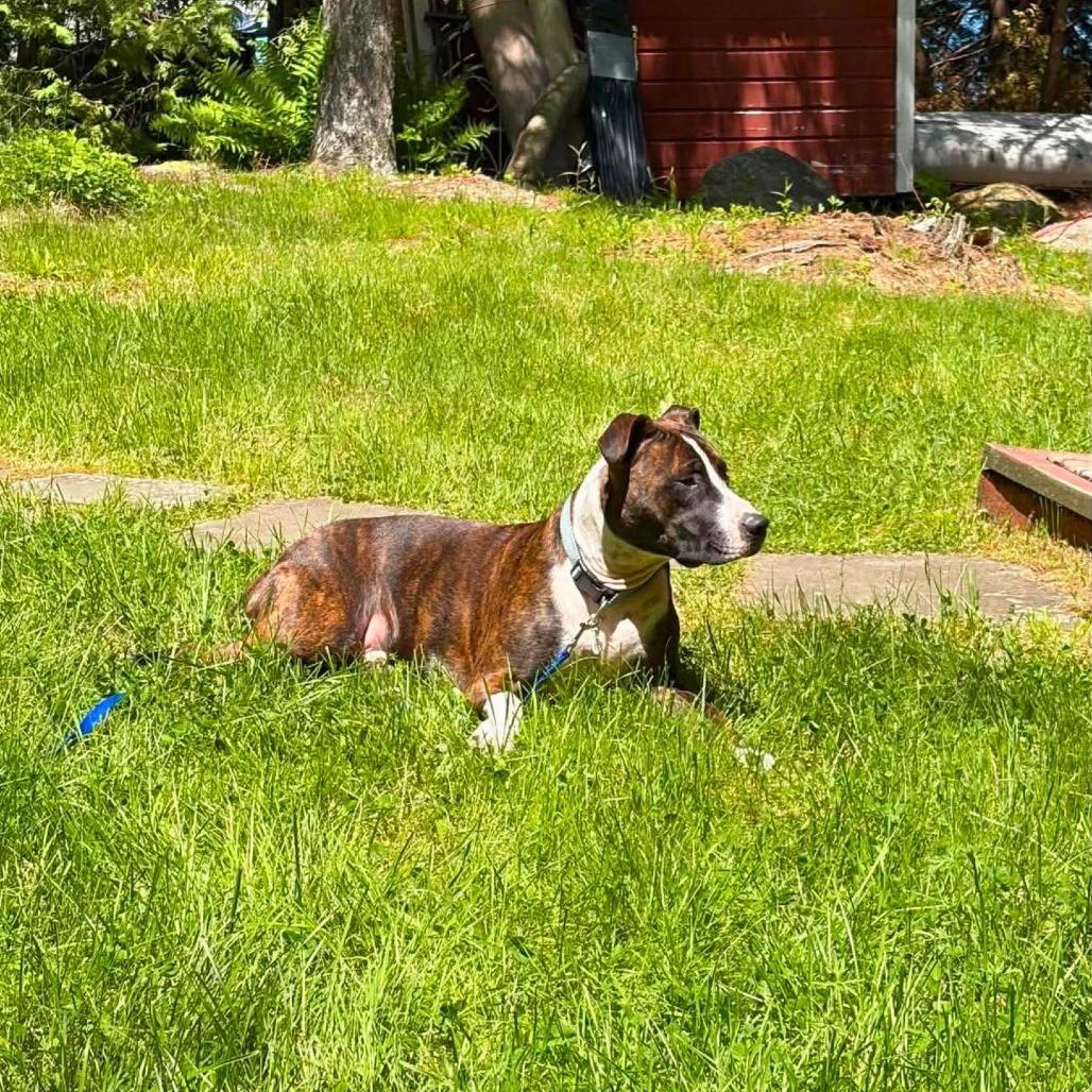Tairn, a Adoptable Pit Bull Terrier in South Portland, ME image 2/5