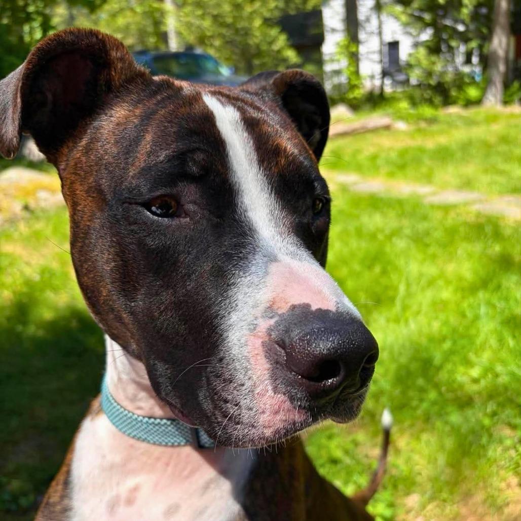 Tairn, a Adoptable Pit Bull Terrier in South Portland, ME image 3/5