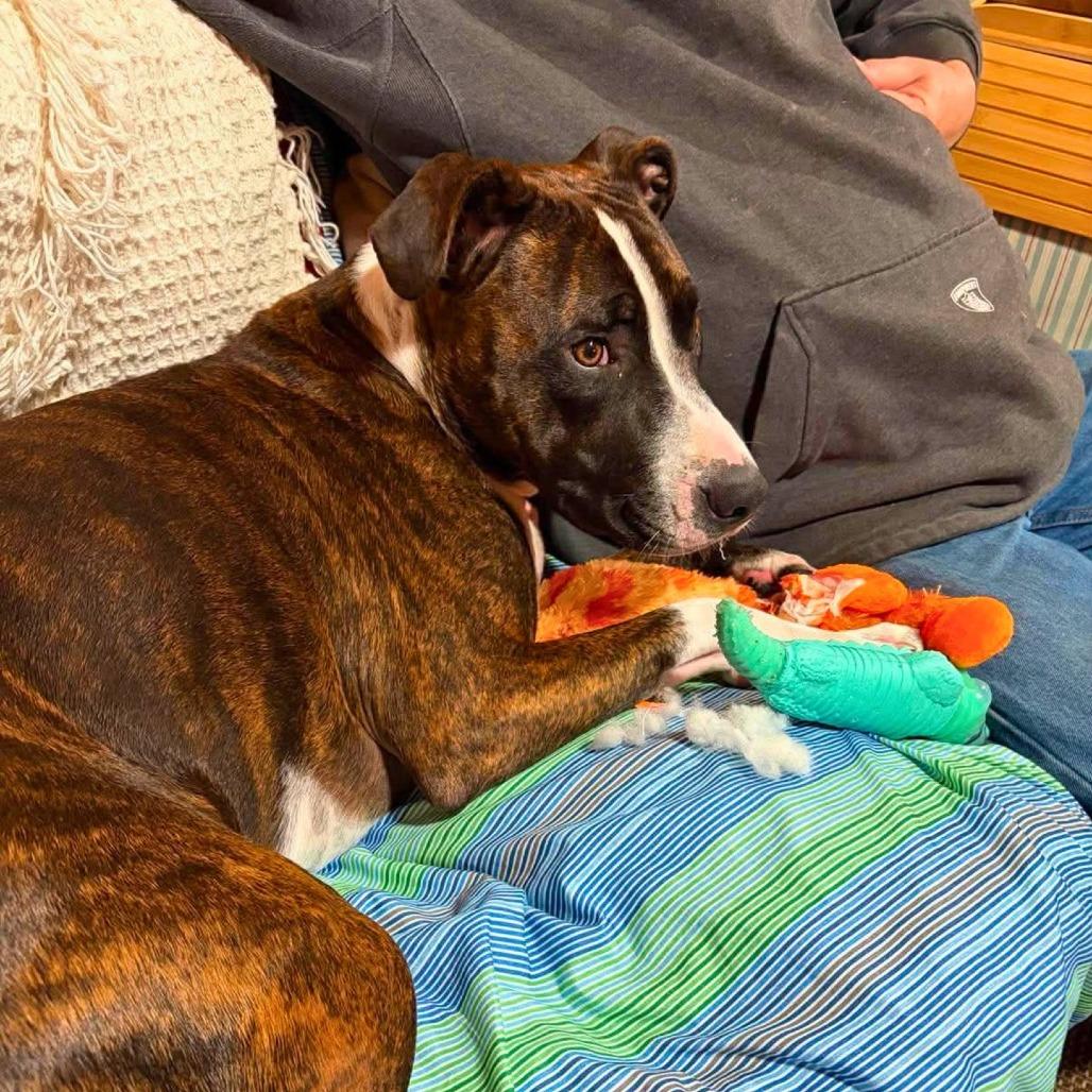 Tairn, a Adoptable Pit Bull Terrier in South Portland, ME image 4/5