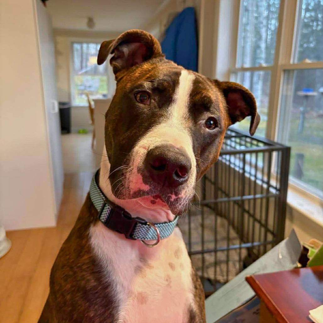Tairn, a Adoptable Pit Bull Terrier in South Portland, ME image 5/5