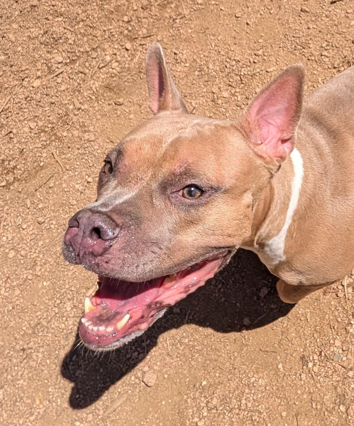 Enlarge Latto A219245 VIP, a Adoptable American Bulldog in Plano, TX image 5/6