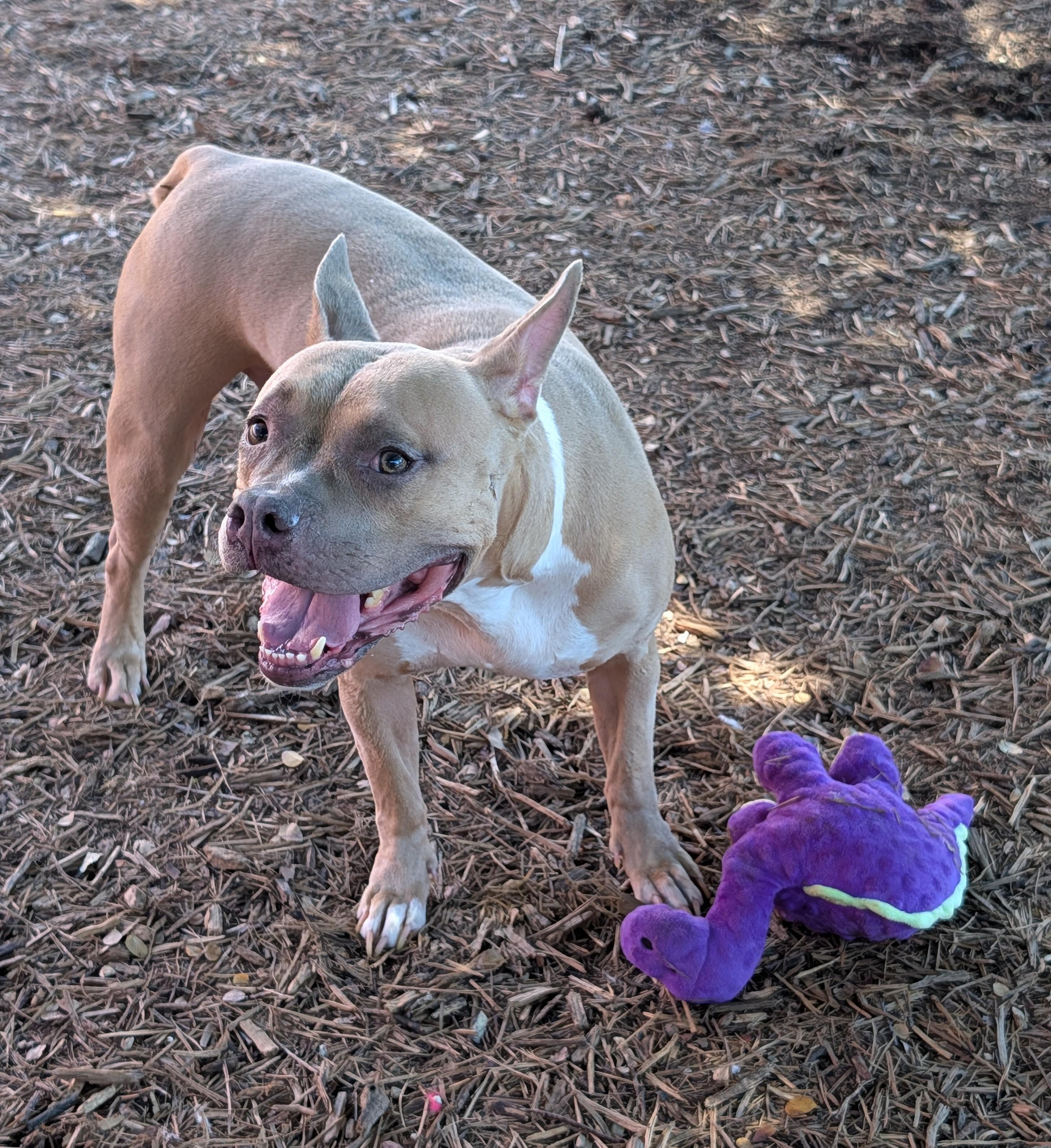 Enlarge Latto A219245 VIP, a Adoptable American Bulldog in Plano, TX image 3/6