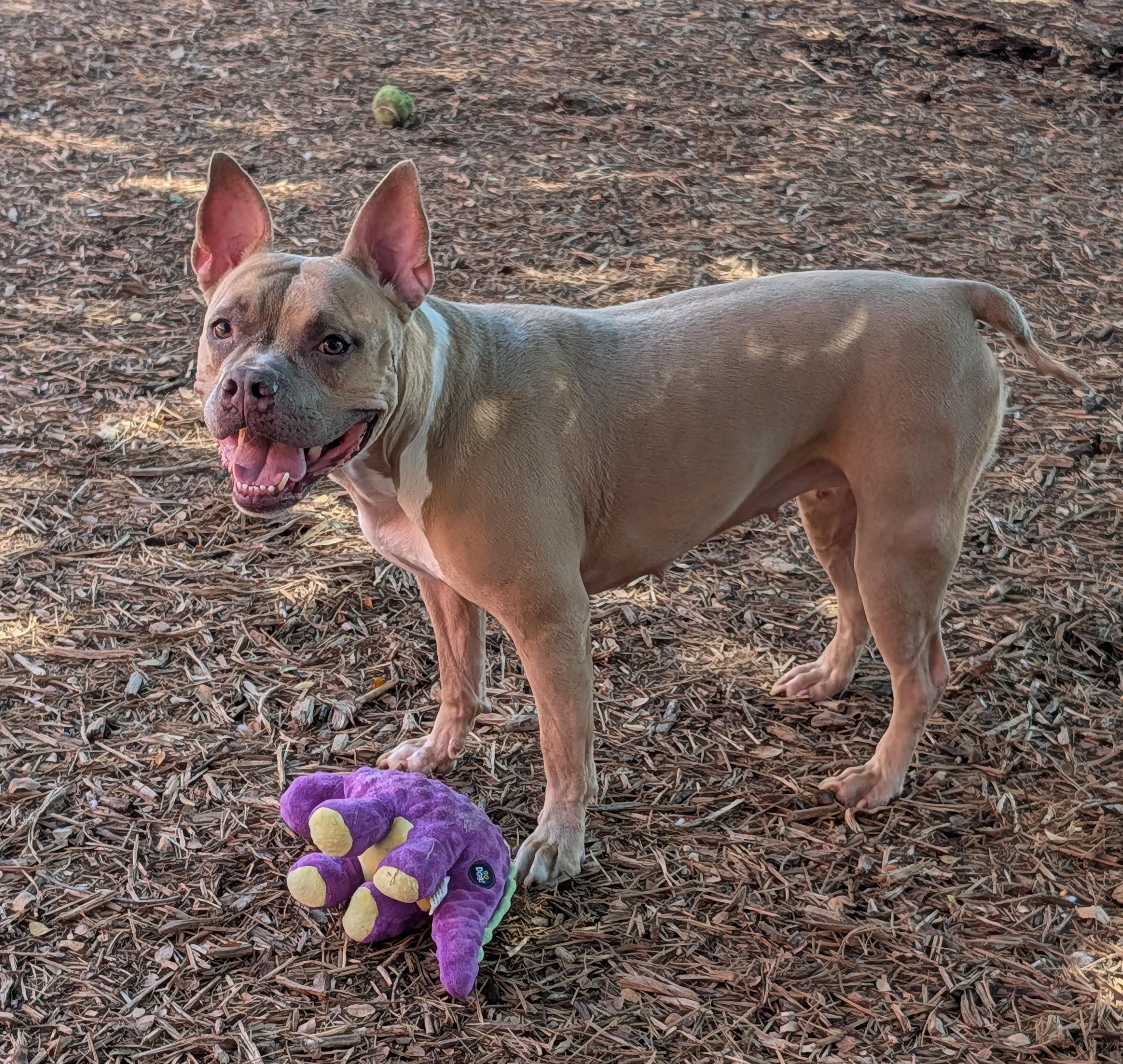 Enlarge Latto A219245 VIP, a Adoptable American Bulldog in Plano, TX image 2/6