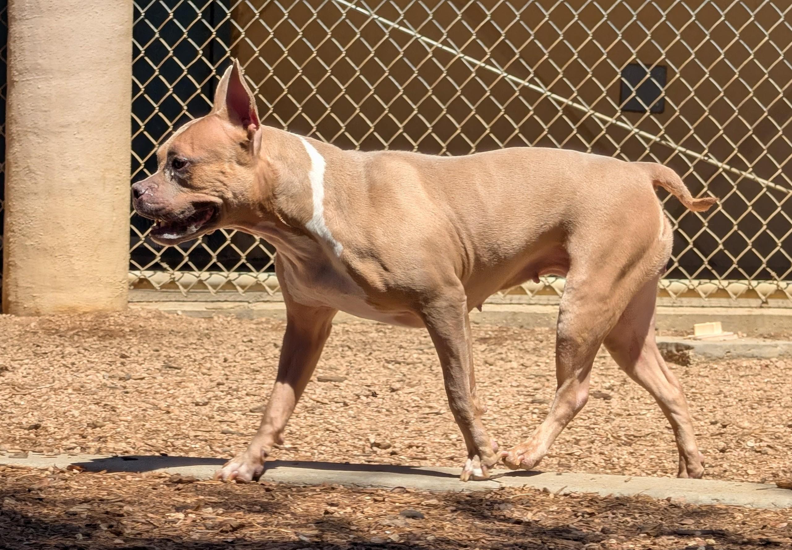 Enlarge Latto A219245 VIP, a Adoptable American Bulldog in Plano, TX image 6/6