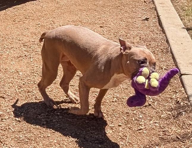 Enlarge Latto A219245 VIP, a Adoptable American Bulldog in Plano, TX image 4/6