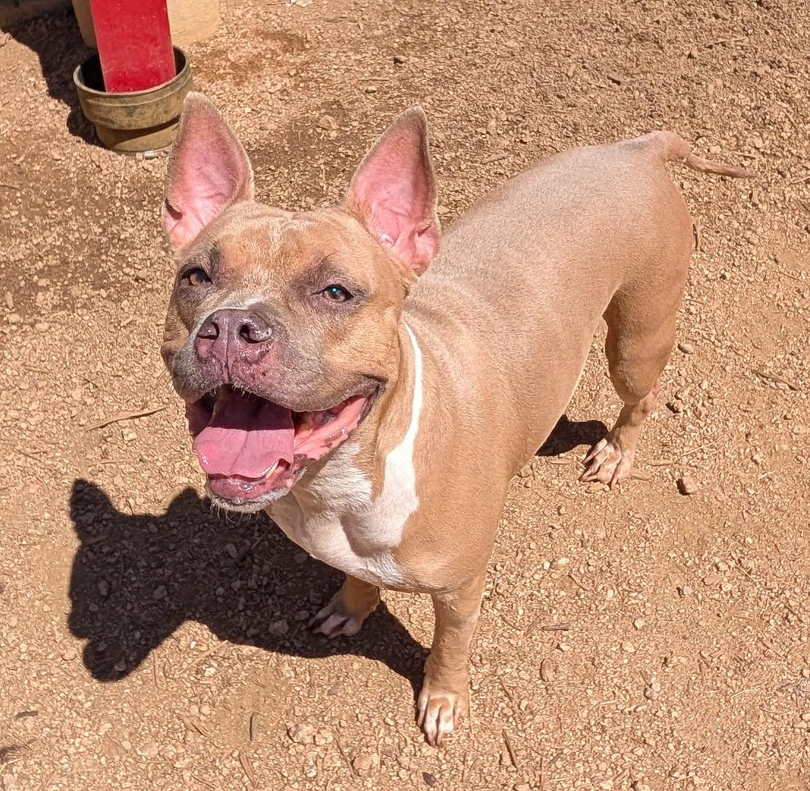 Latto A219245 VIP, Adoptable, Adult Female American Bulldog.