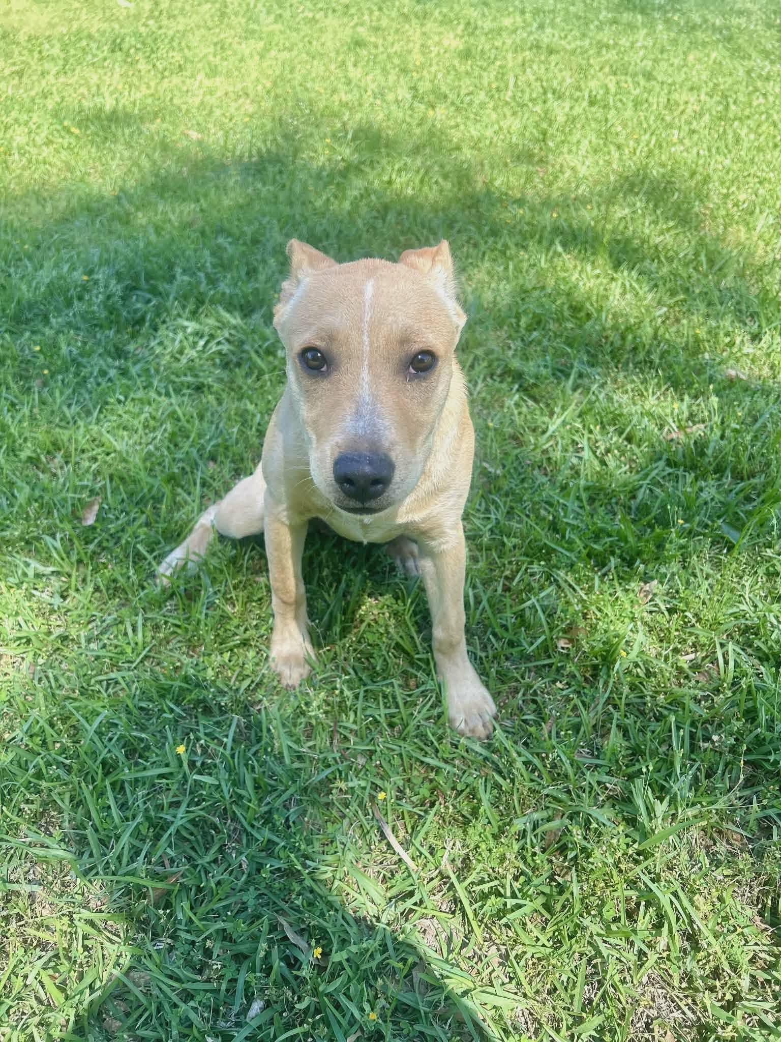Dolly, a Adoptable mixed breed in Smithfield, RI image 1/4