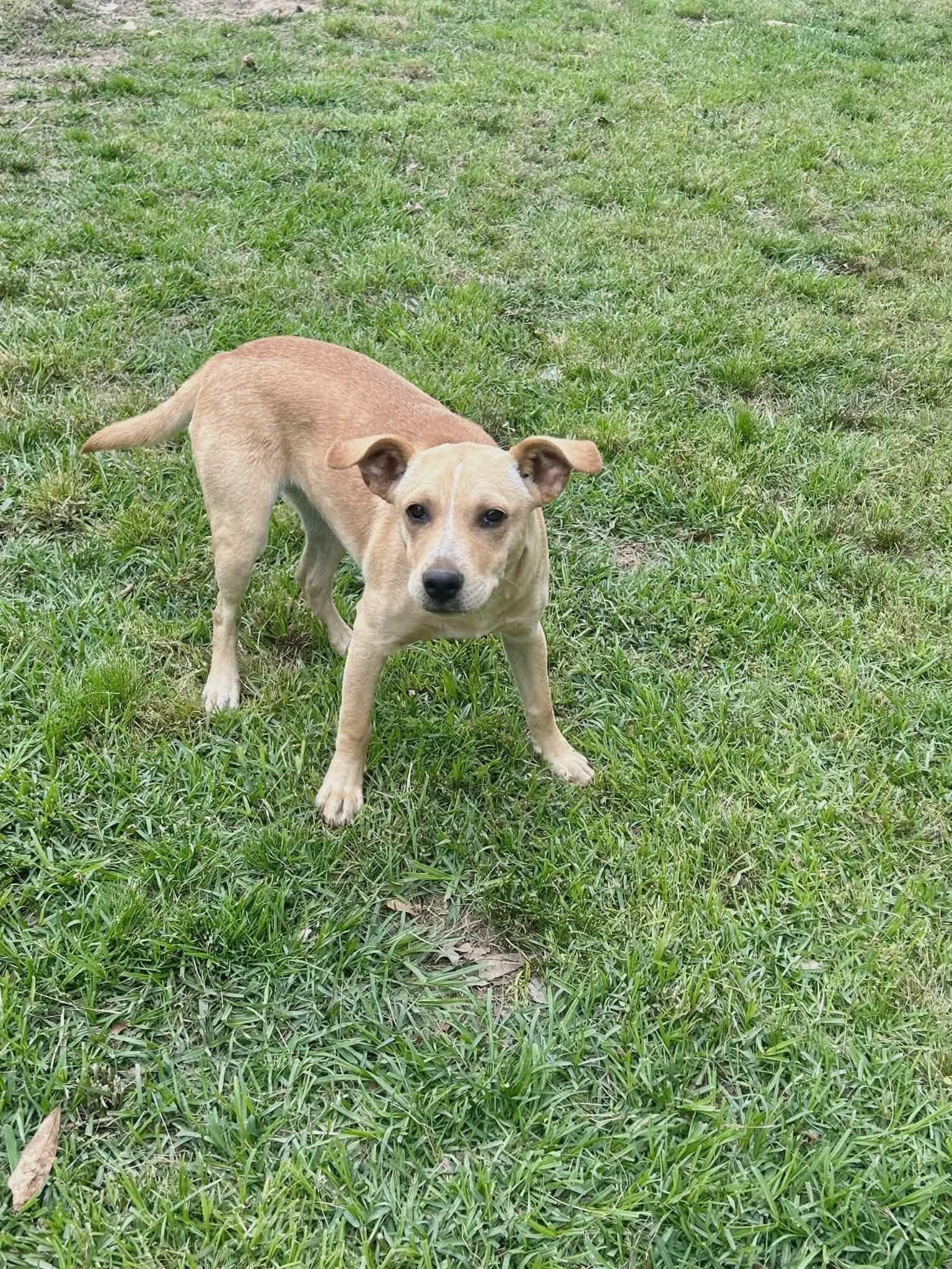 Dolly, a Adoptable mixed breed in Smithfield, RI image 2/4