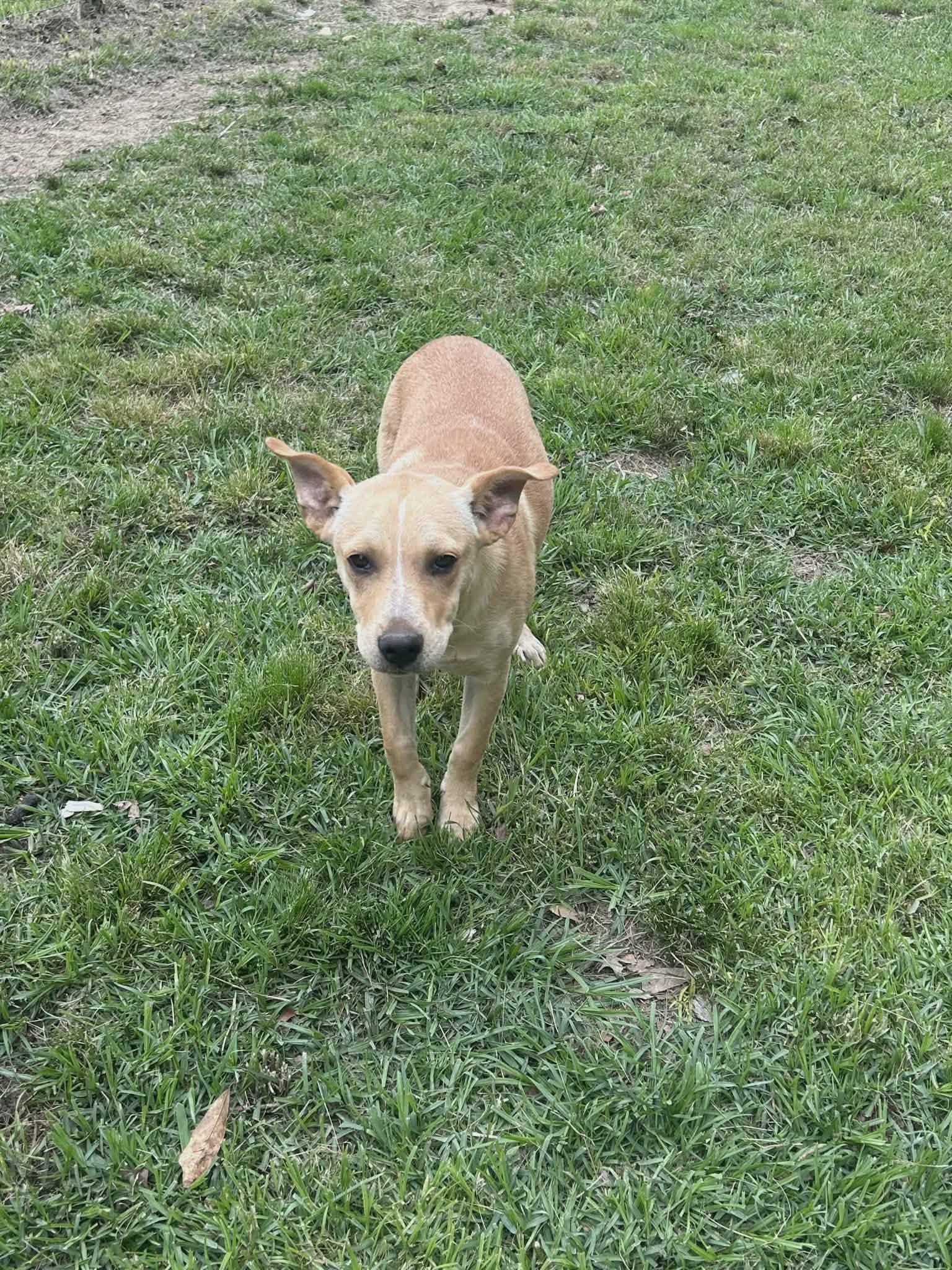 Dolly, a Adoptable mixed breed in Smithfield, RI image 3/4
