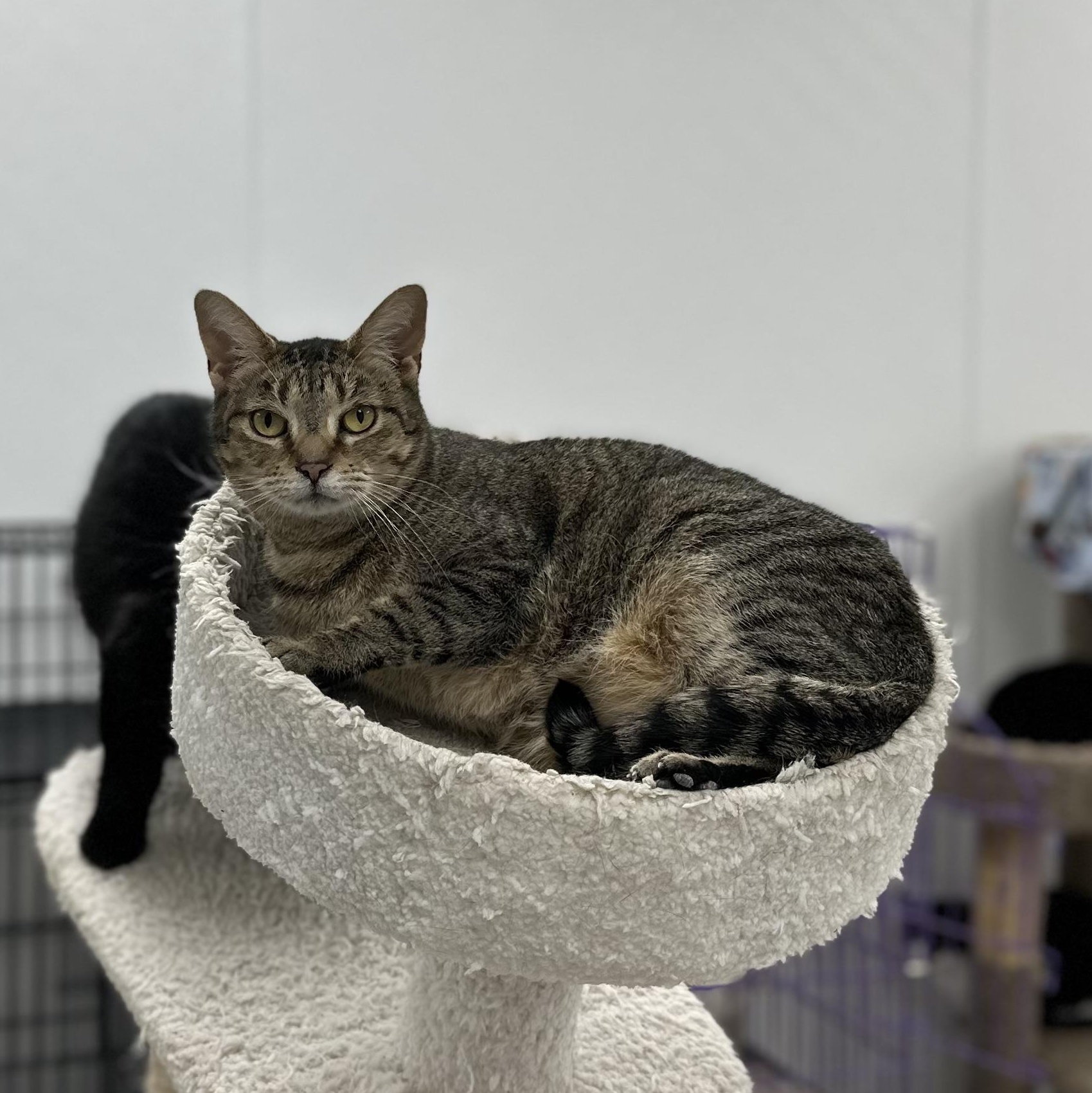 Enlarge Molly, a Adoptable Tabby in Youngstown, OH image 1/1