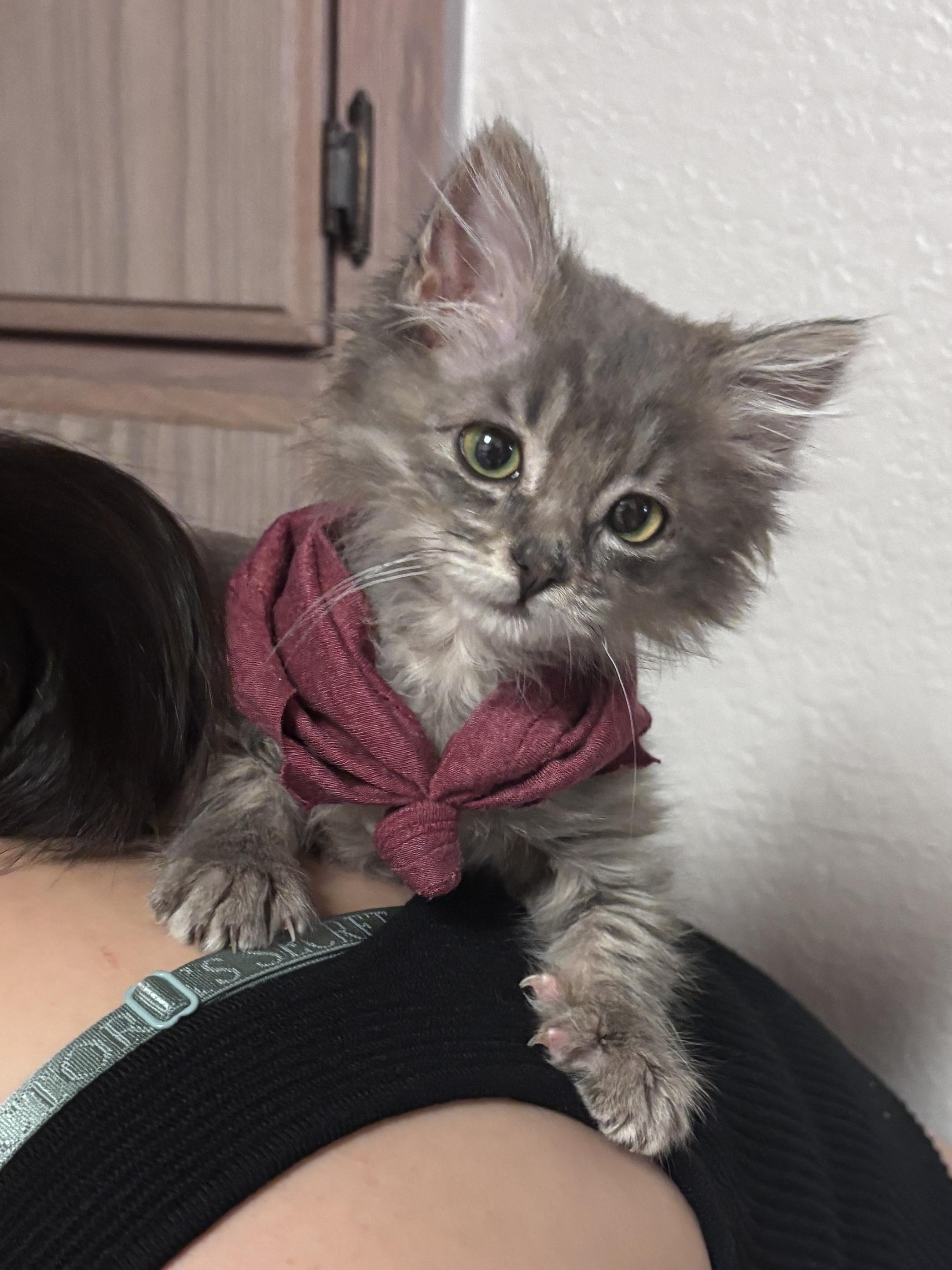 Enlarge Tilly, a ADOPTABLE Domestic Medium Hair in Davis, CA image 2/5