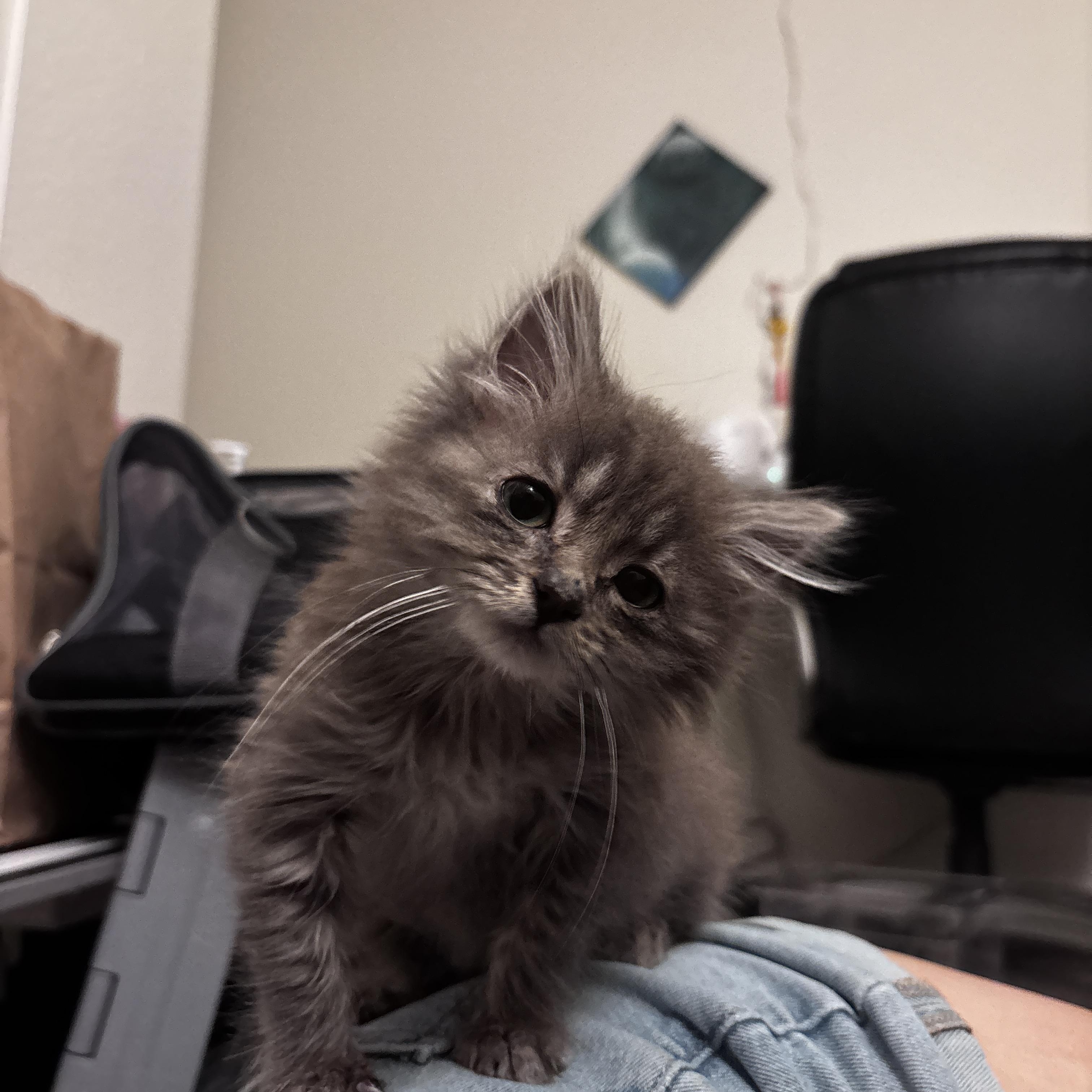 Enlarge Tilly, a ADOPTABLE Domestic Medium Hair in Davis, CA image 4/5