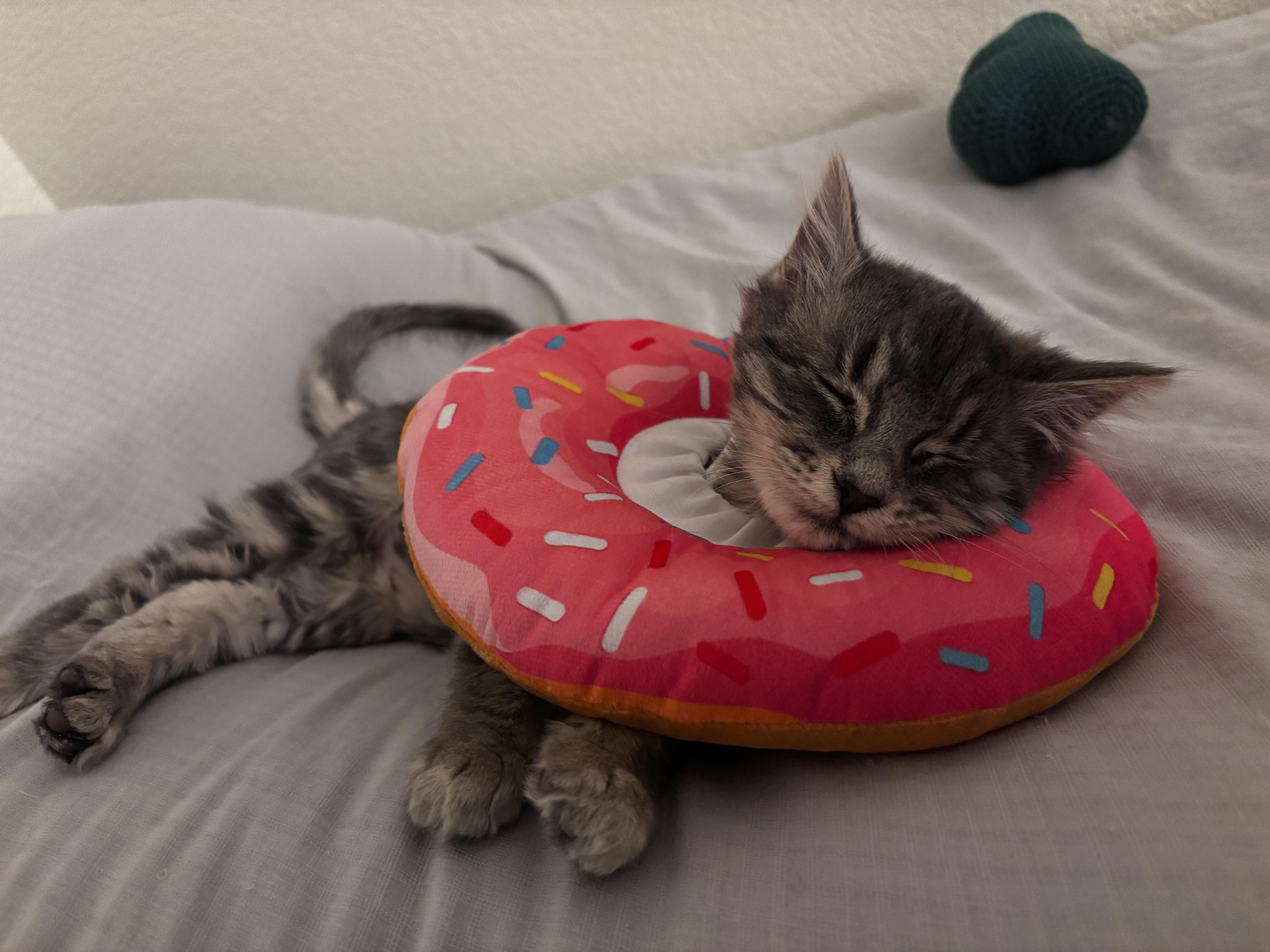 Enlarge Tilly, a ADOPTABLE Domestic Medium Hair in Davis, CA image 5/5