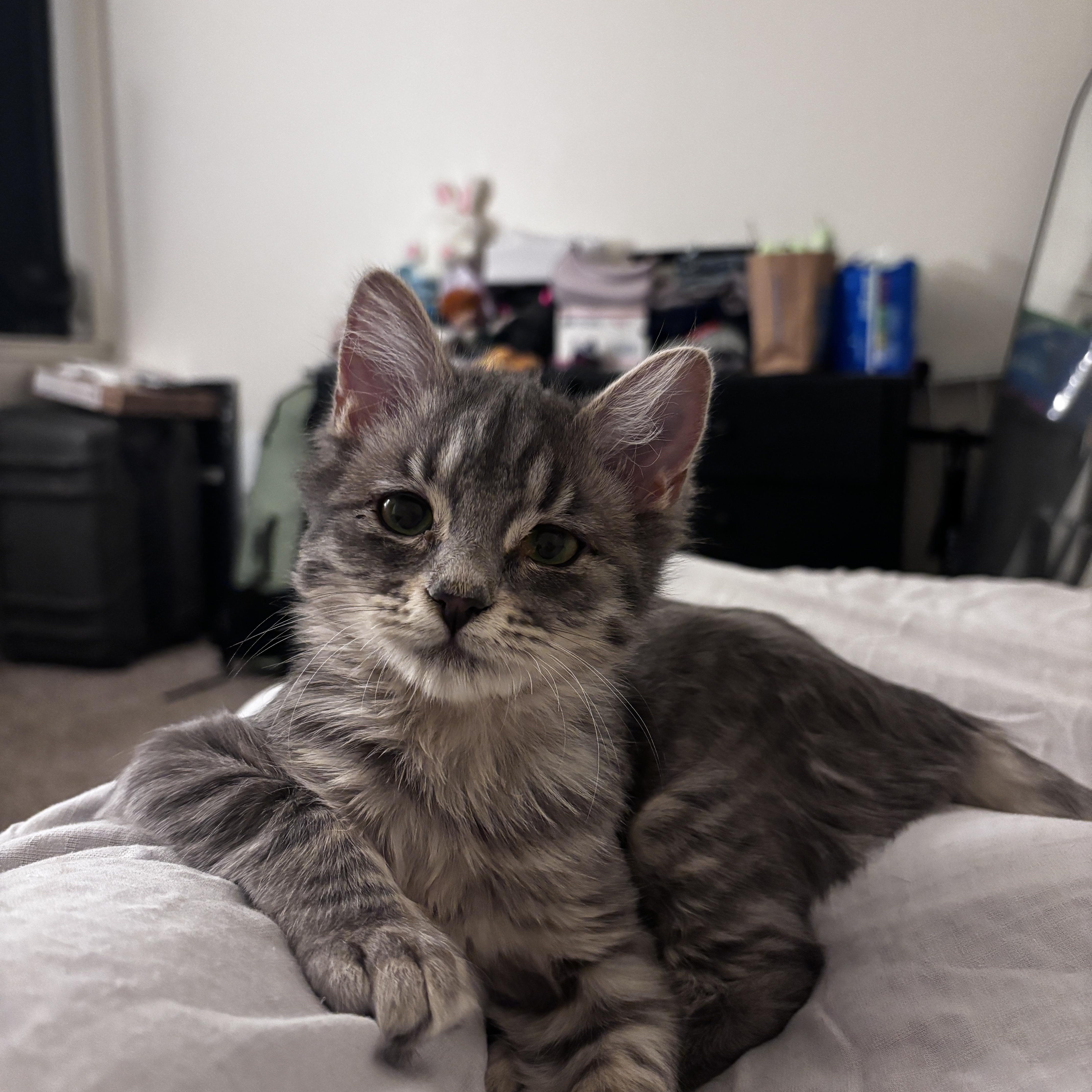 Tilly, ADOPTABLE, Kitten Female Domestic Medium Hair.