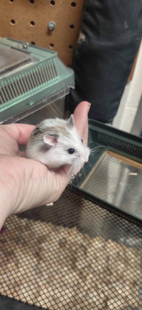 Gabby, Adoptable, Baby Female Hamster.
