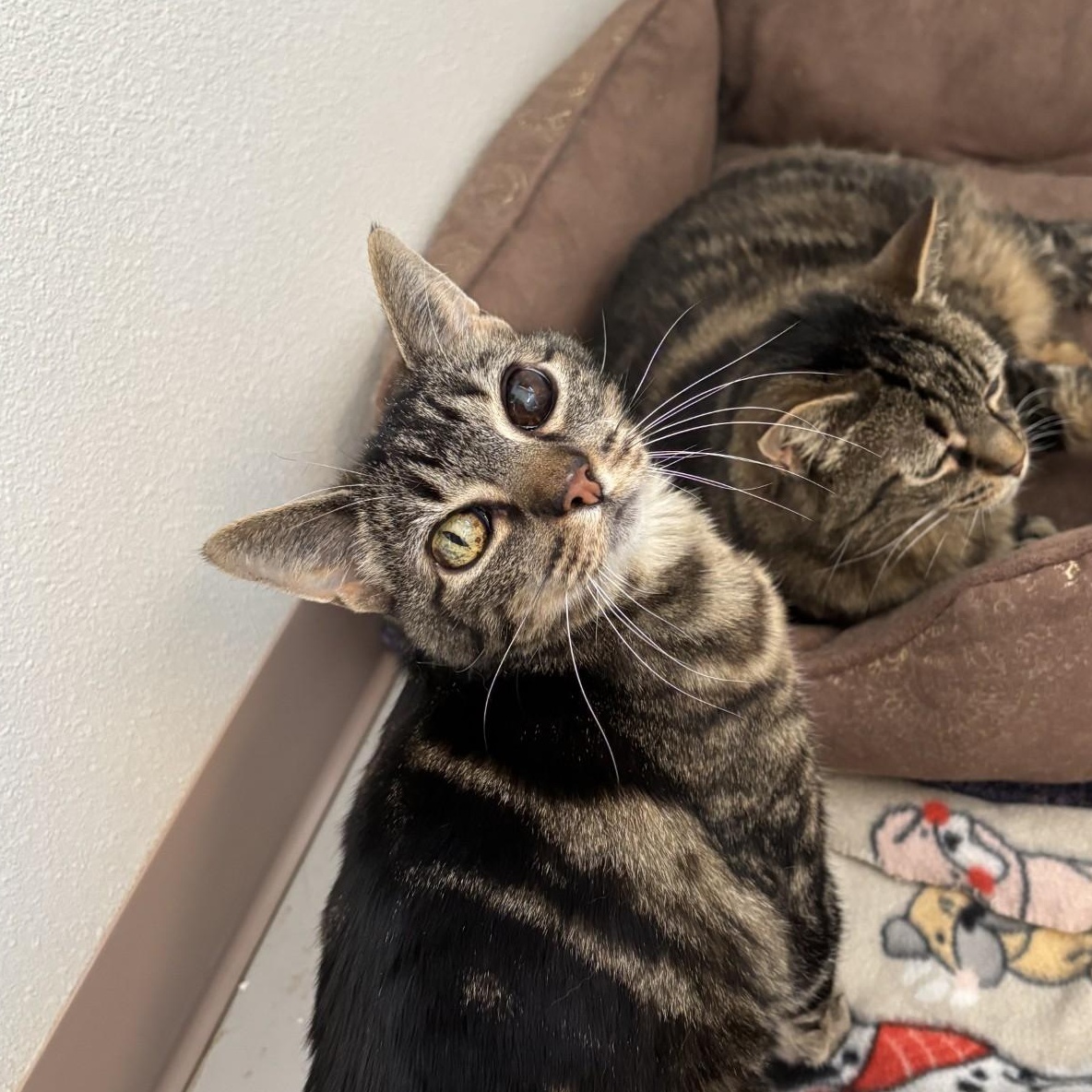 Banksy, a ADOPTABLE Domestic Short Hair in Grants Pass, OR image 1/5
