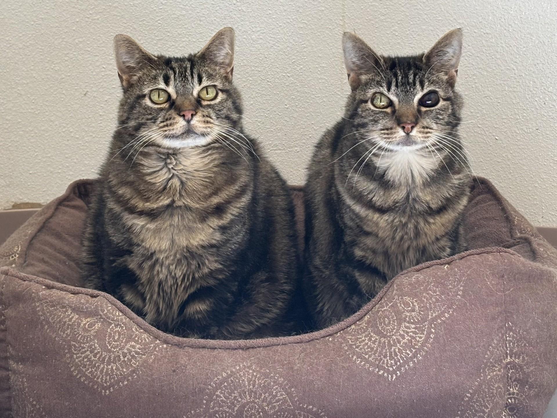 Banksy, a ADOPTABLE Domestic Short Hair in Grants Pass, OR image 3/5