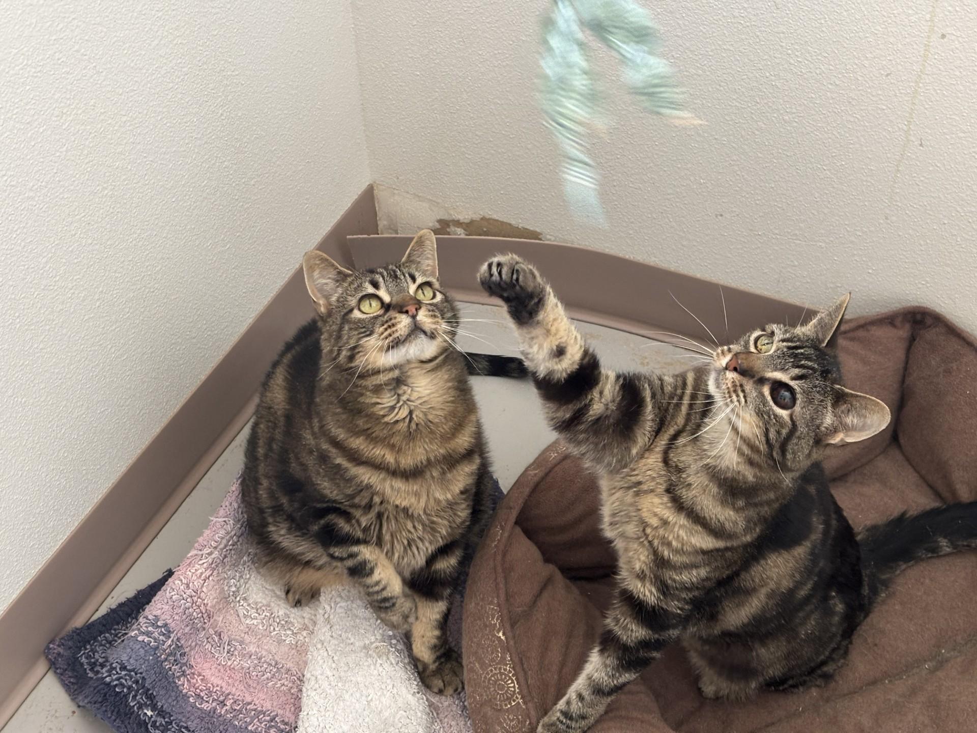 Banksy, a ADOPTABLE Domestic Short Hair in Grants Pass, OR image 2/5