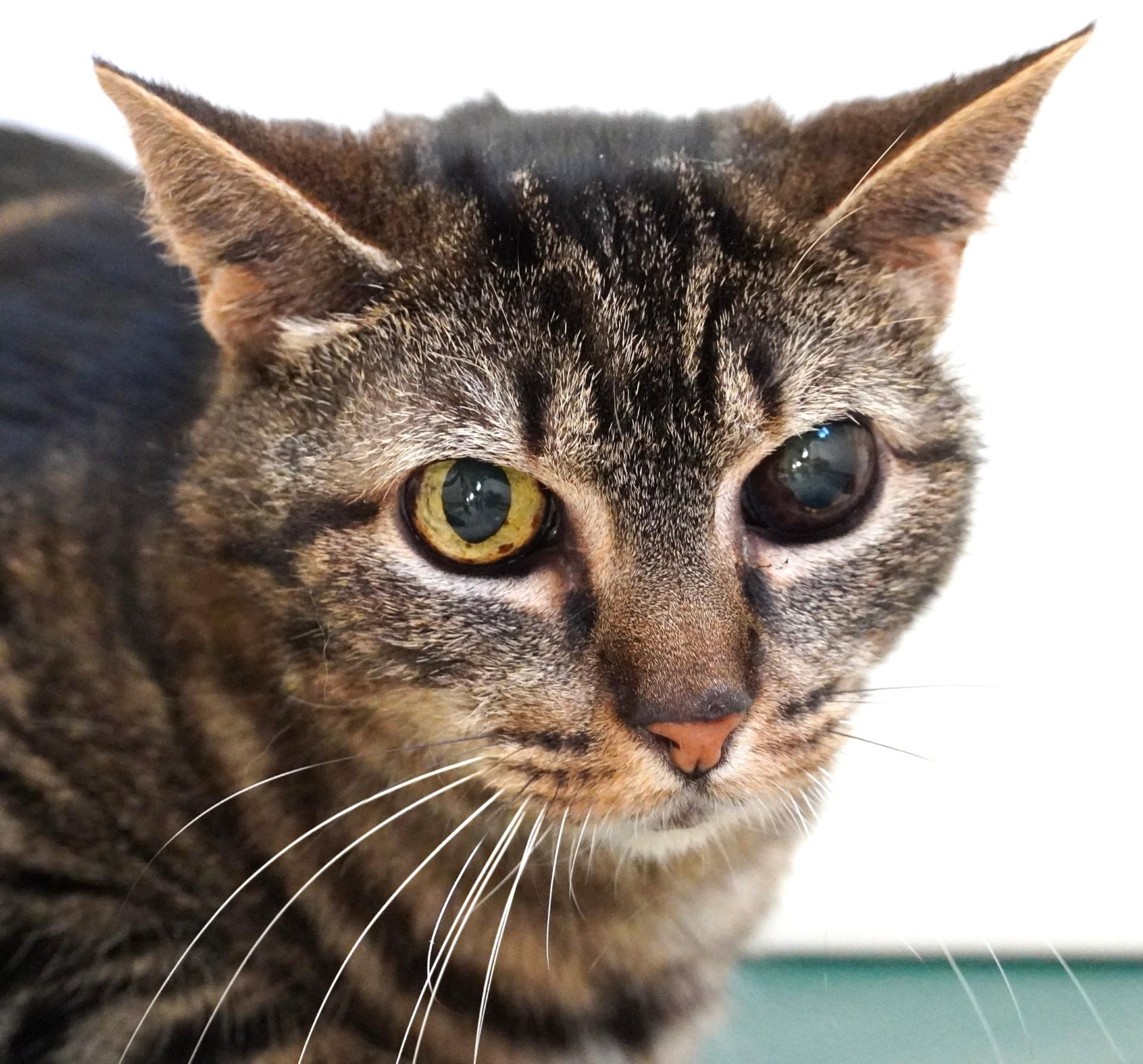 Enlarge Banksy, a ADOPTABLE Domestic Short Hair in Grants Pass, OR image 1/1