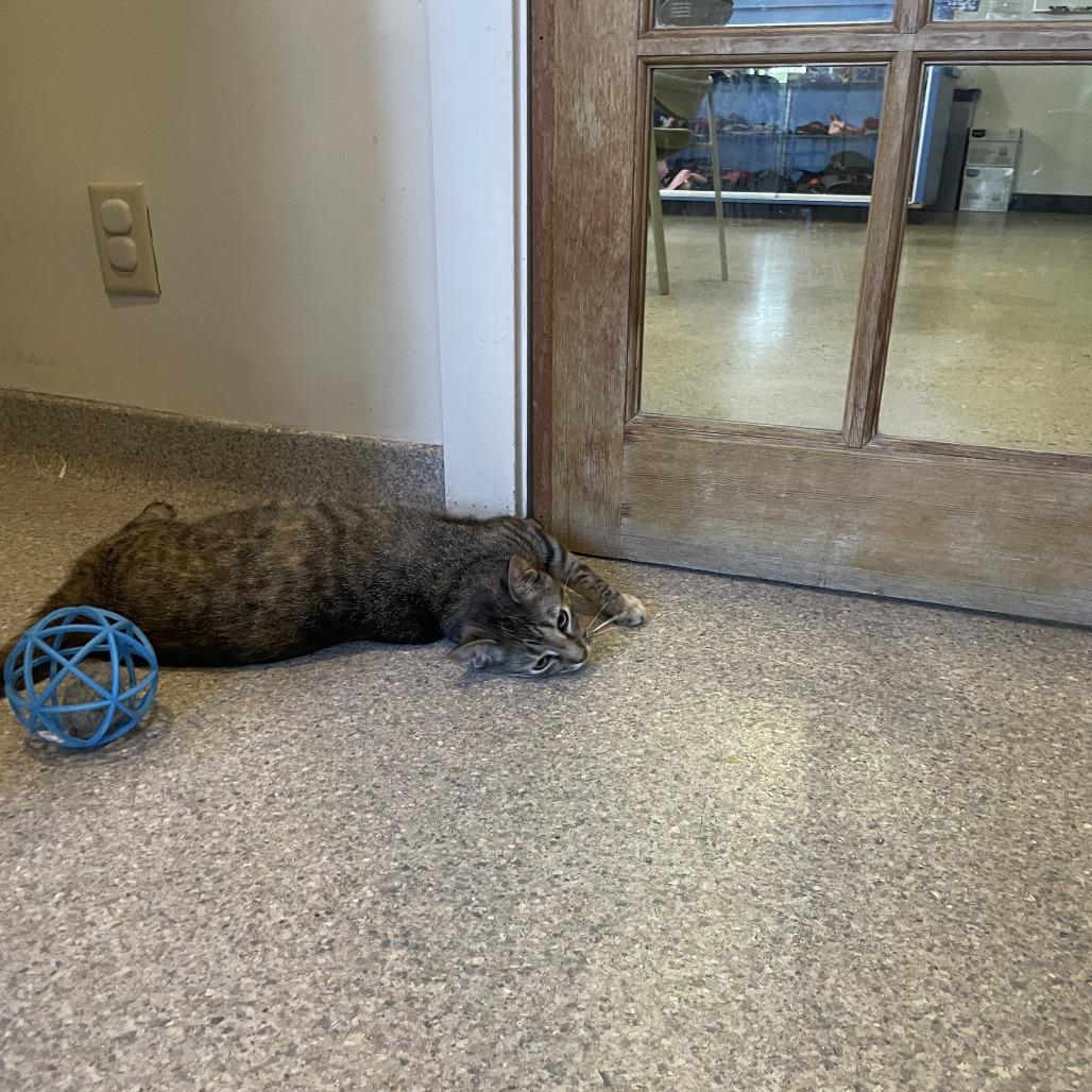 Crumpit, a Adoptable Domestic Short Hair image 2/6