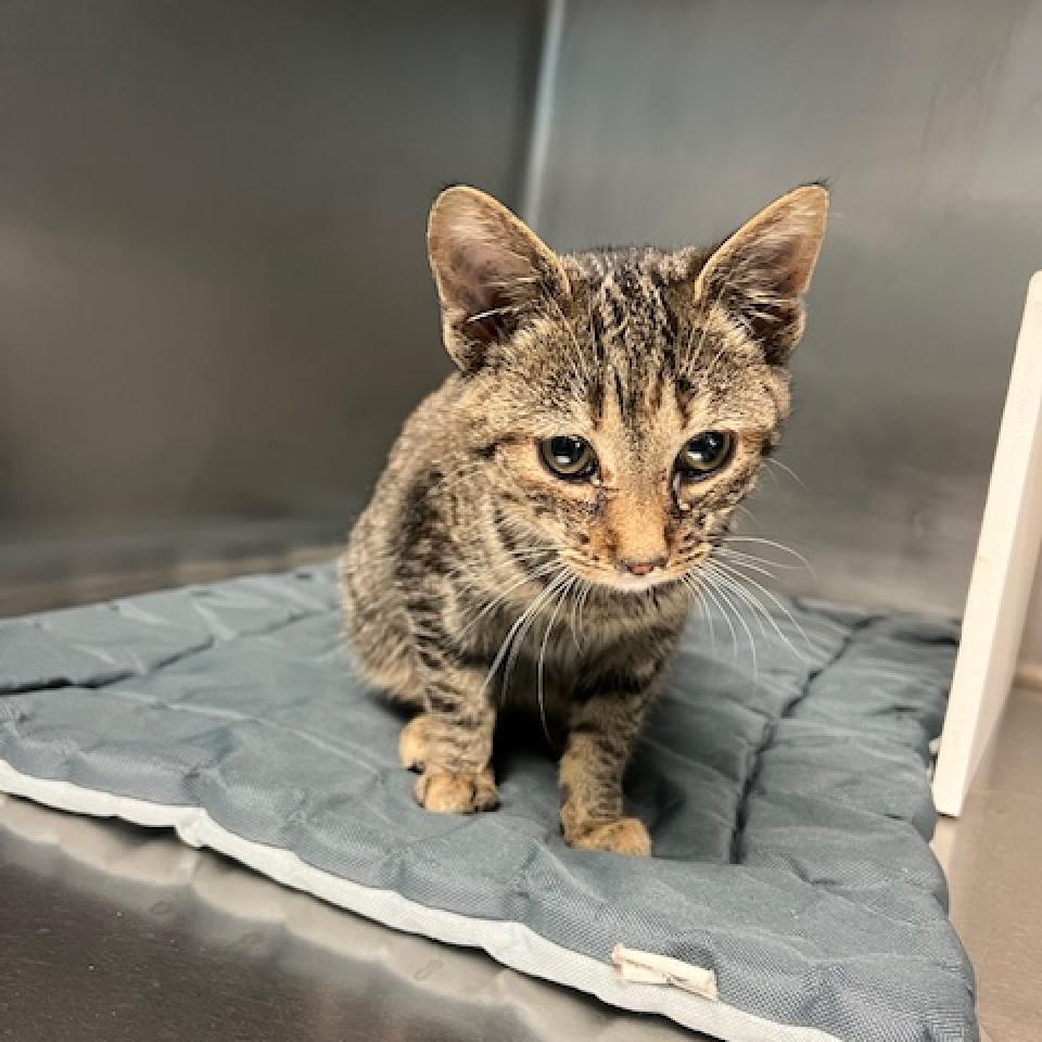 Crumpit, a Adoptable Domestic Short Hair image 4/6