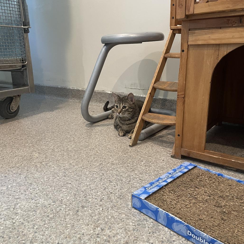 Crumpit, a Adoptable Domestic Short Hair image 5/6