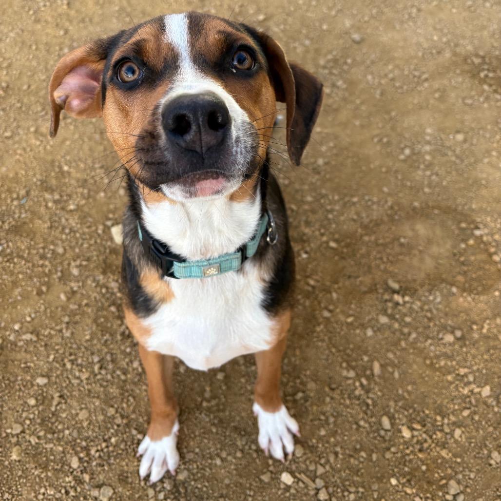 Mr. Pickle, Adoptable, Young Male Mixed Breed.